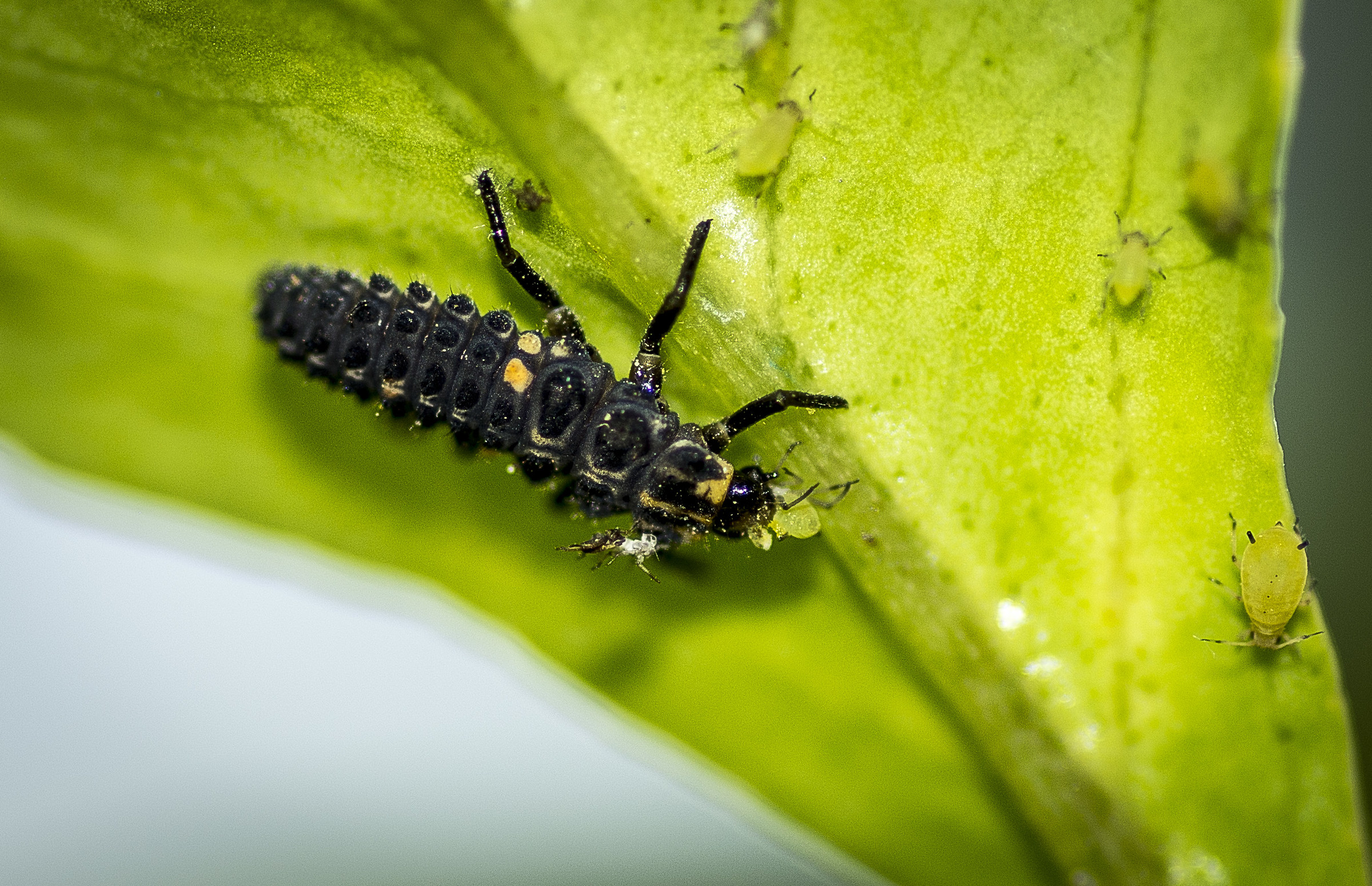 Ladybird larva eating aphids