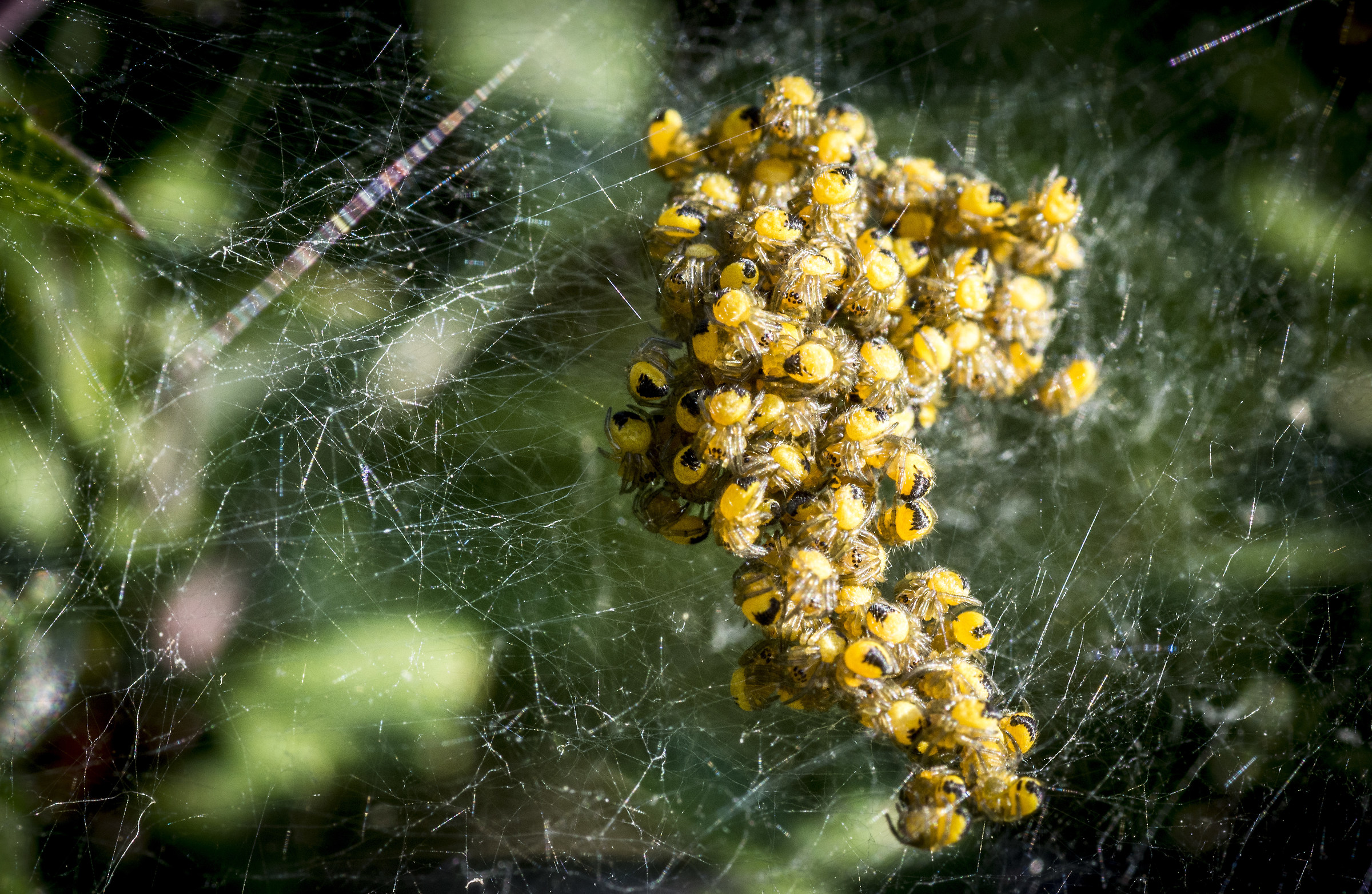 Cucciolata of spiders