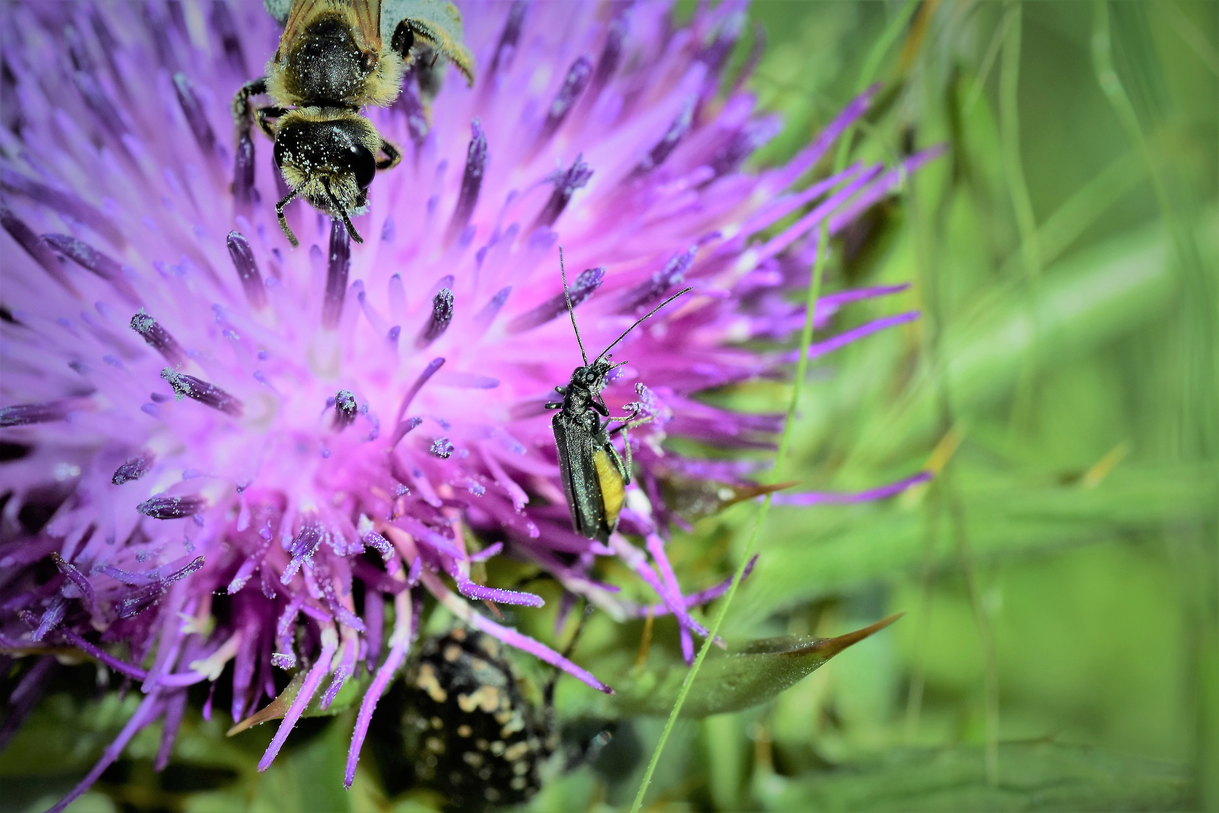 Here ... the bee's coming!