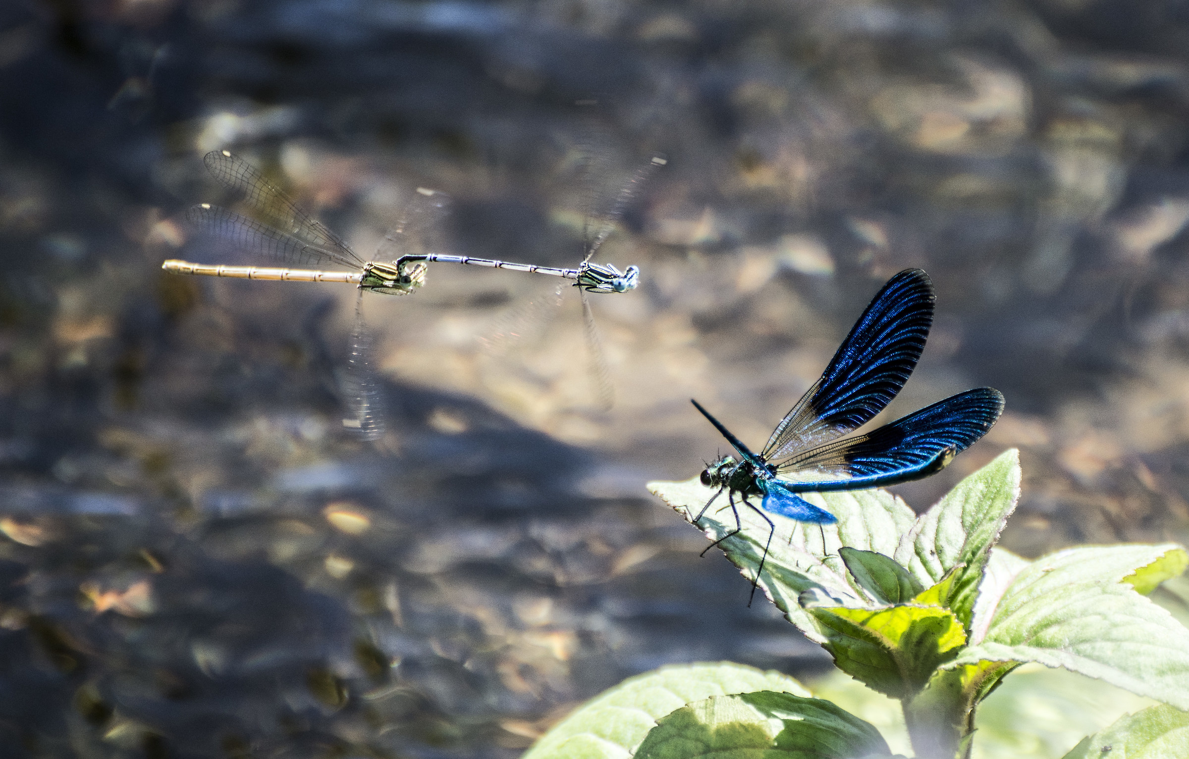 Calopteryx splendens and flying the Coenagrion puella