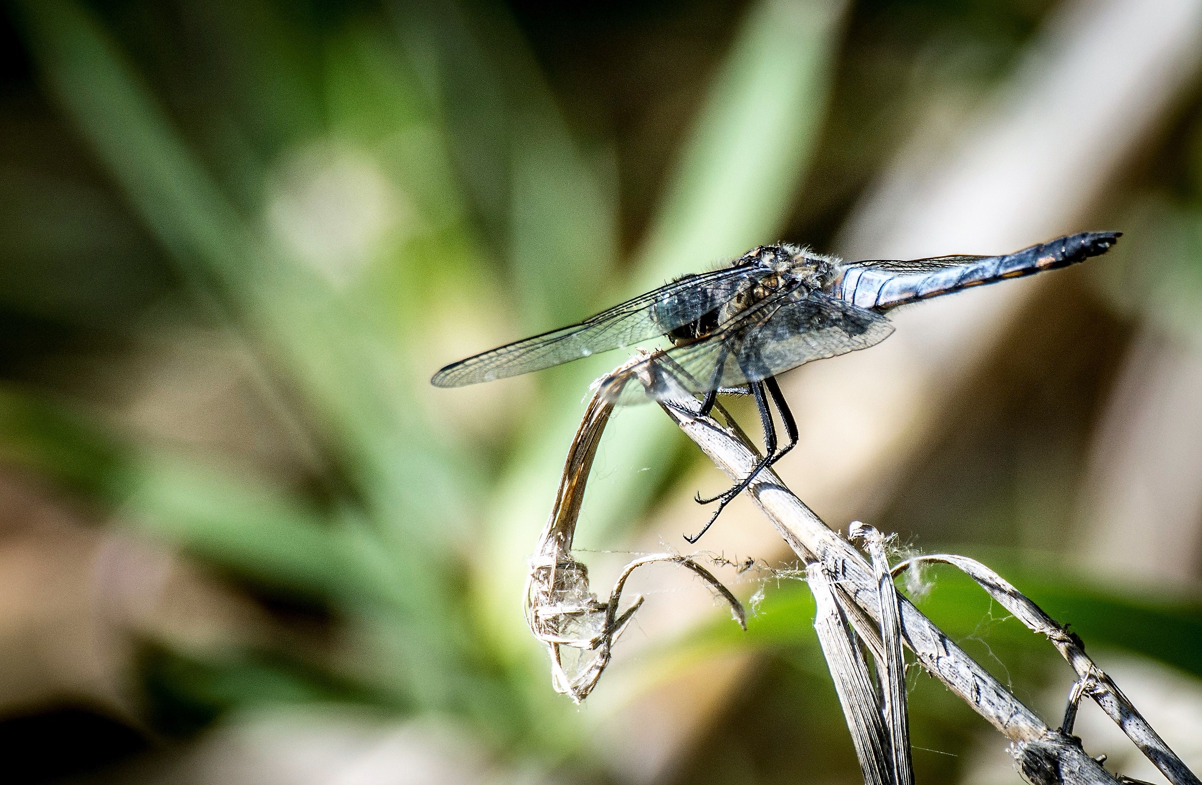 Male   dragonfly