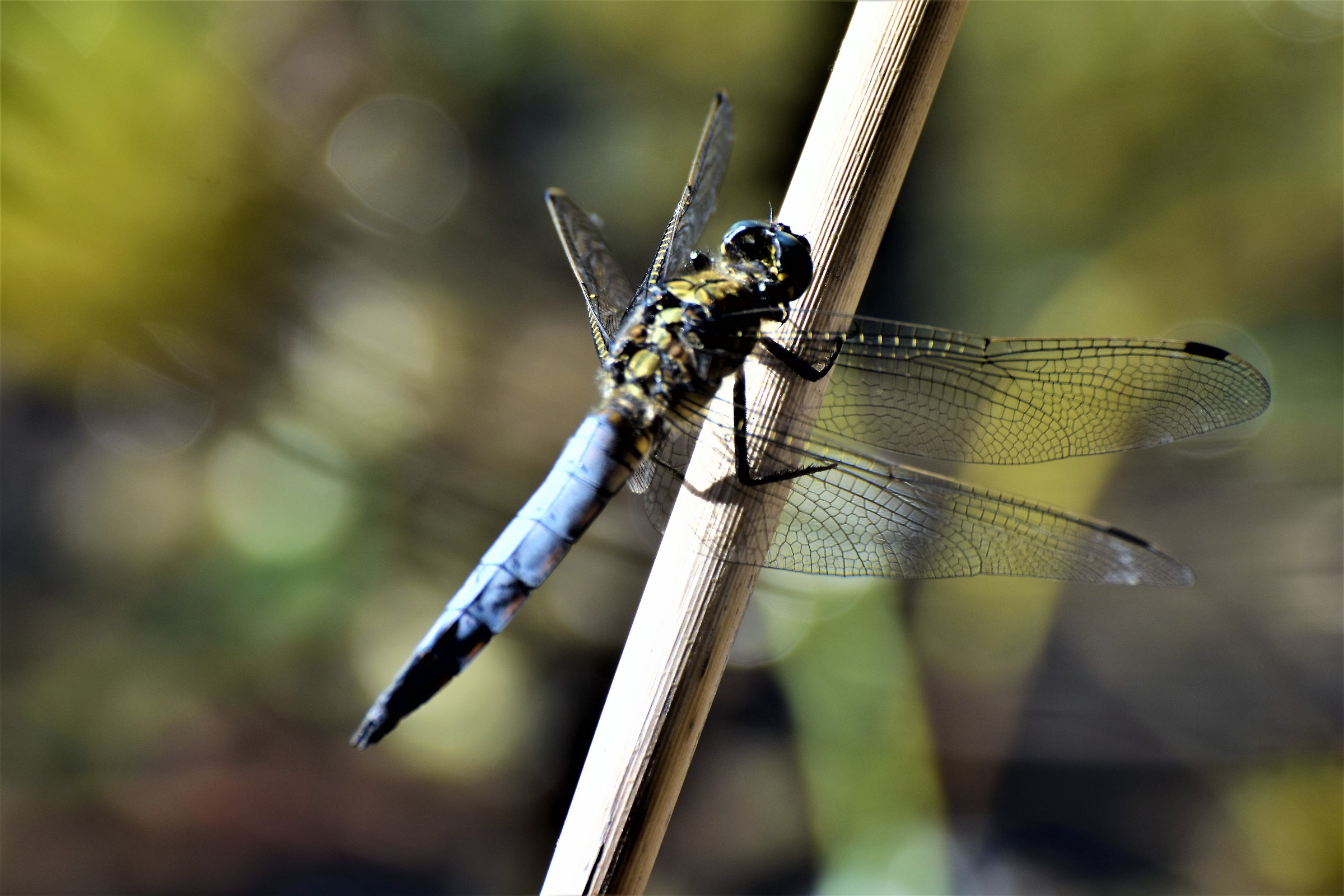 Male   dragonfly