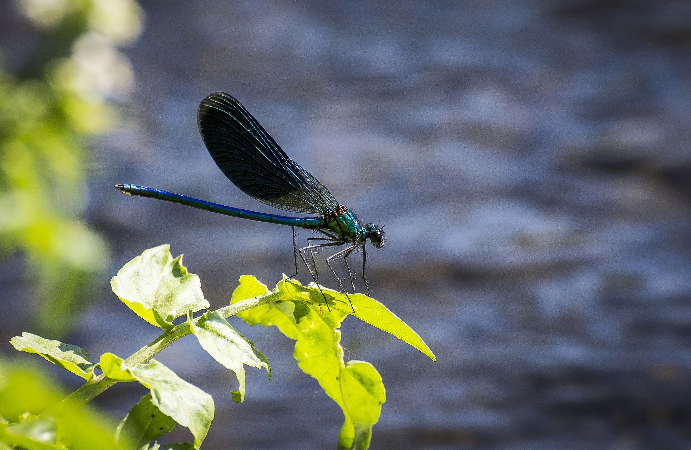Calopteryx splendens o Libellula Blu
