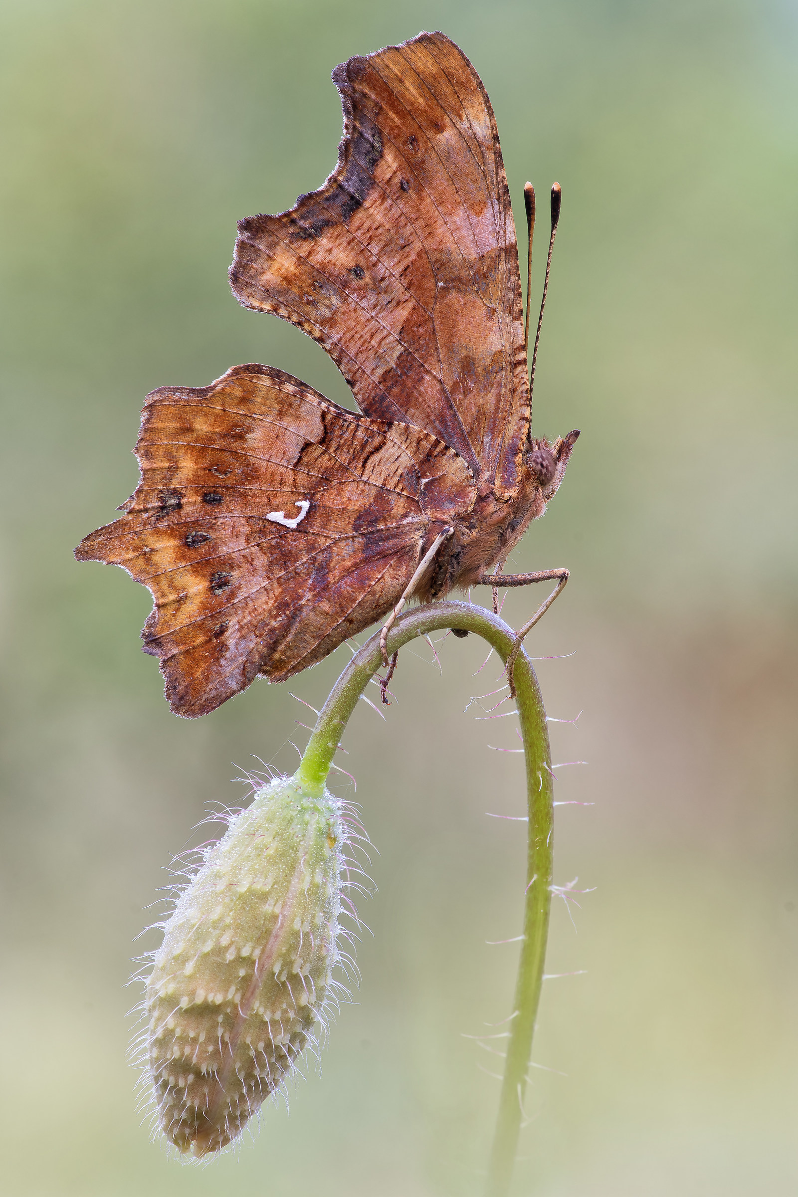 Polygonia c album is poppy