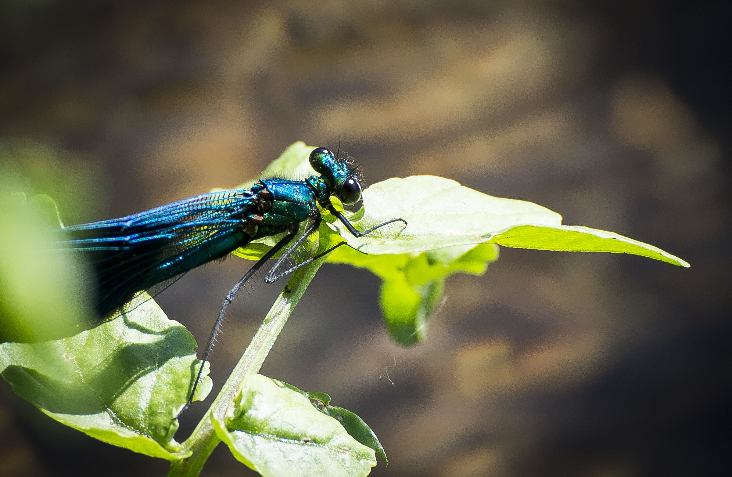 Calopteryx splendens