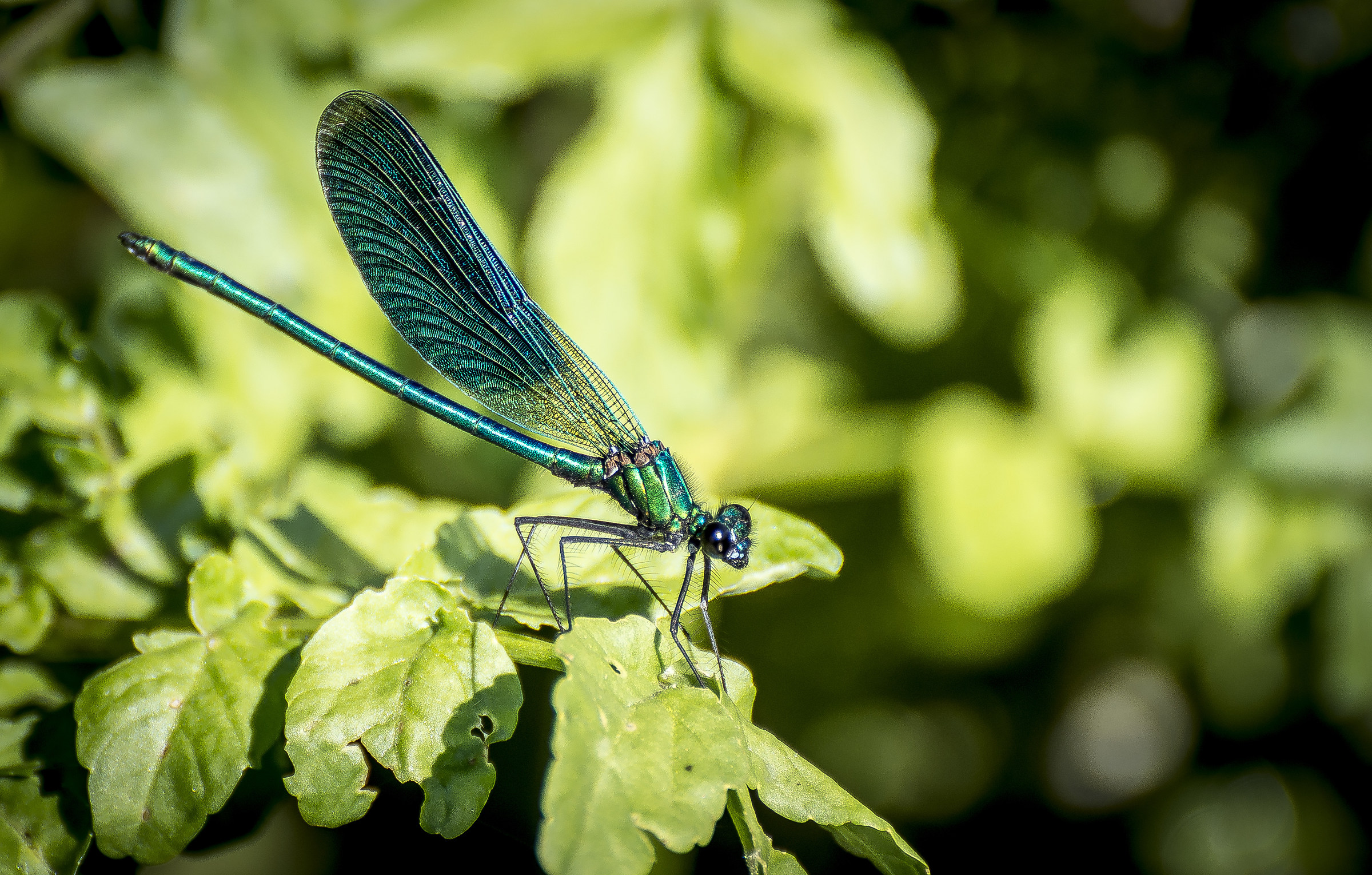 Calopteryx splendens Verde