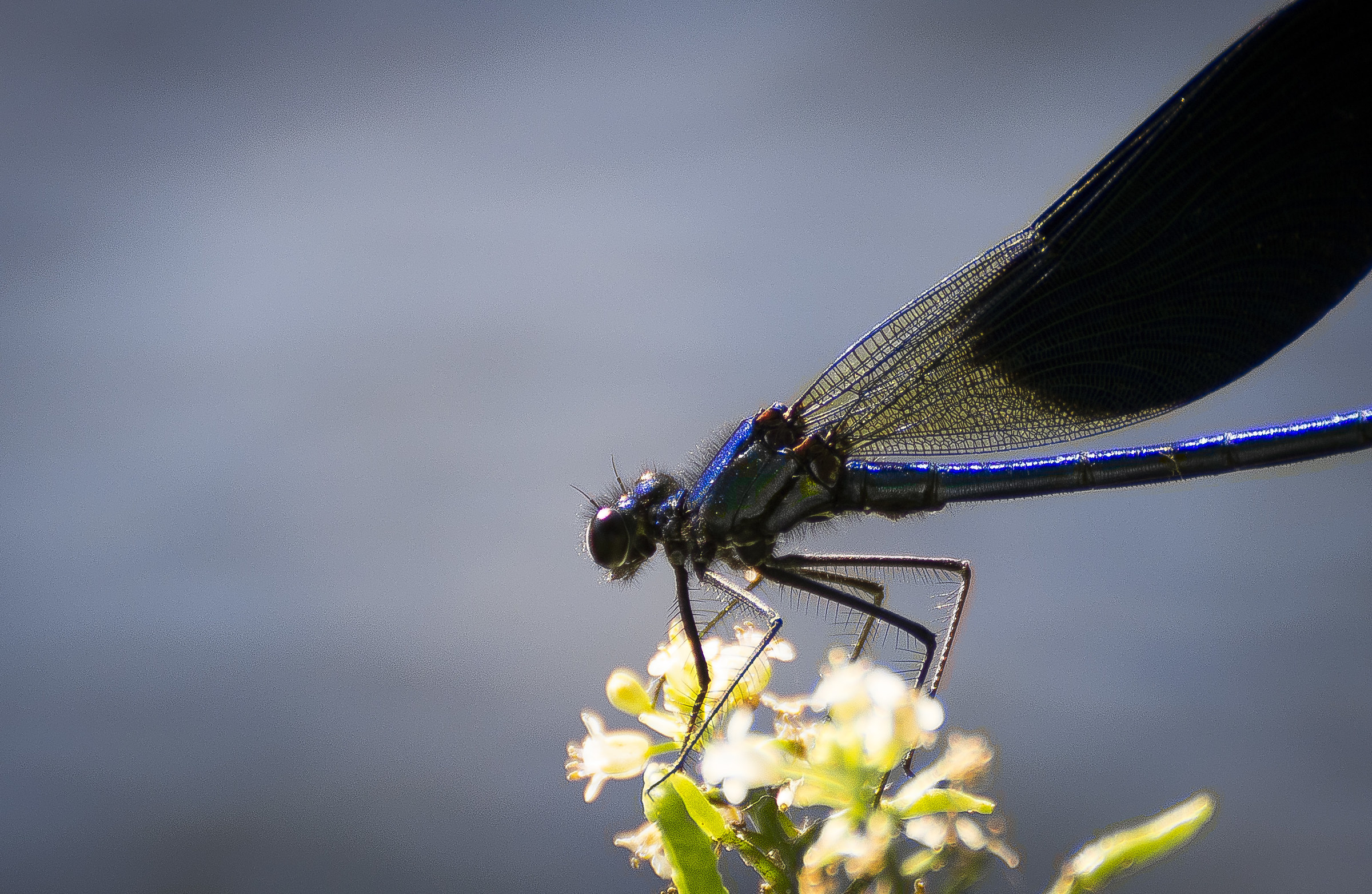 Calopteryx splendens Blue