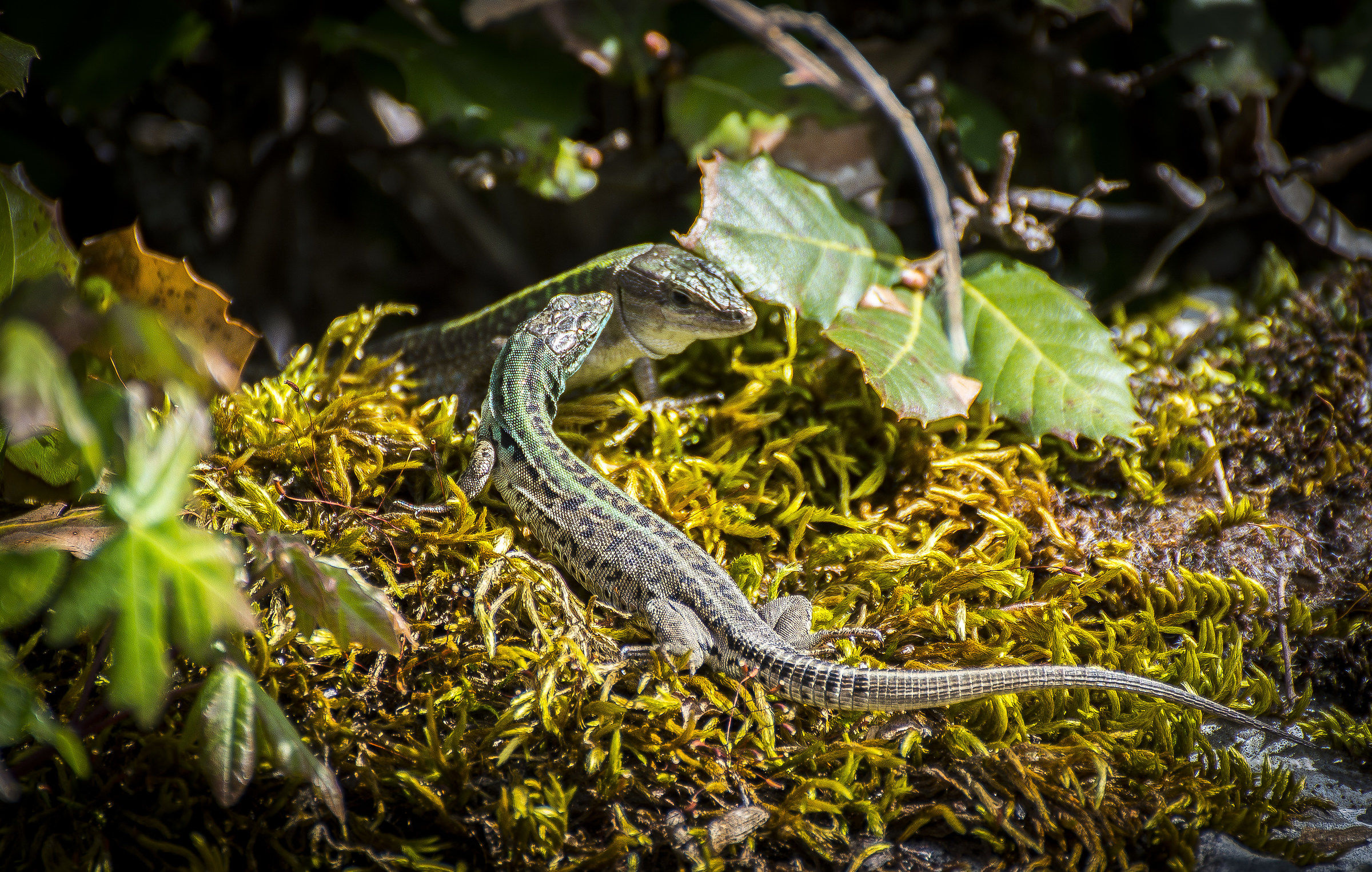 Tesò..chi è quello che ci sta a spià?!