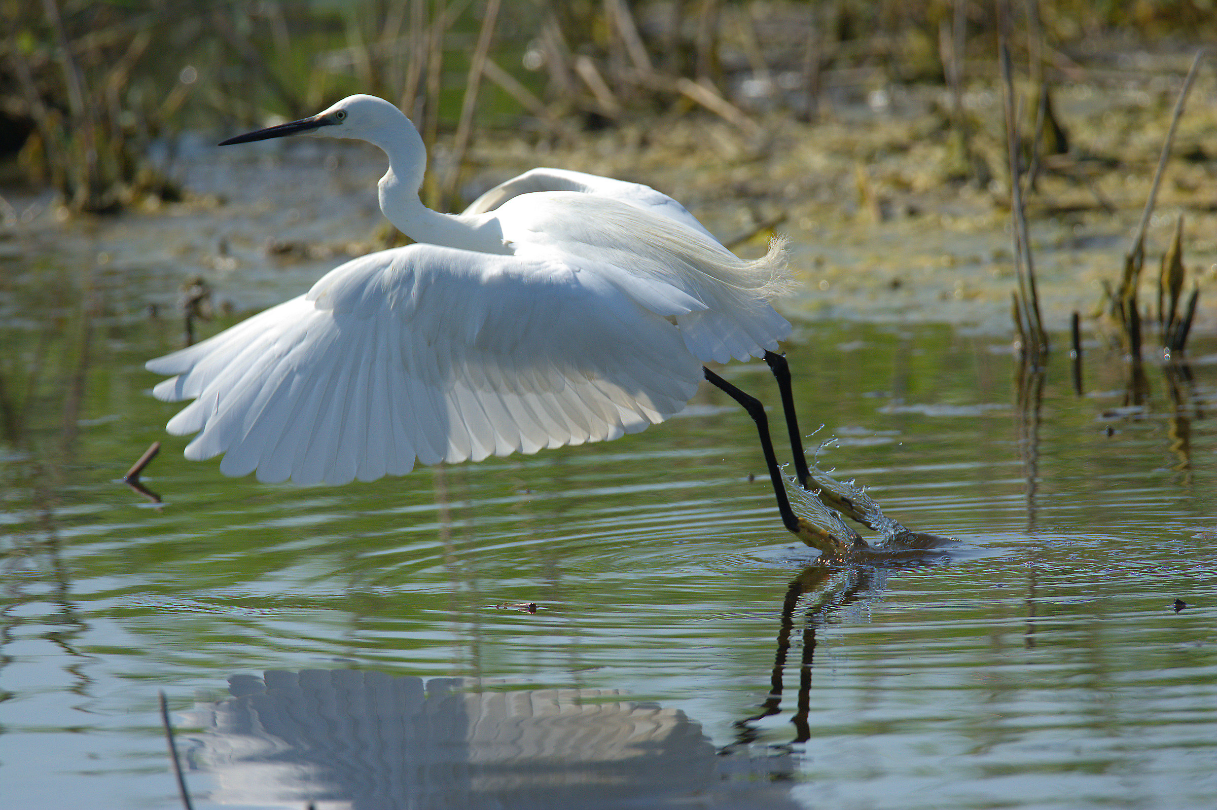 Egret