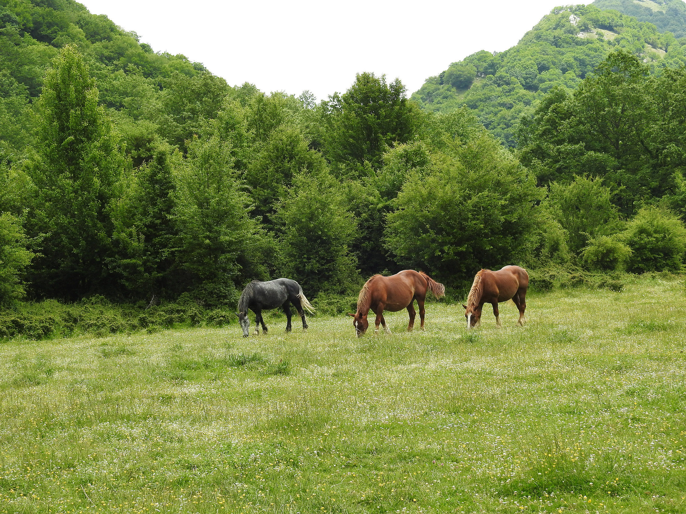 Nature Reserve "La Camosciara"