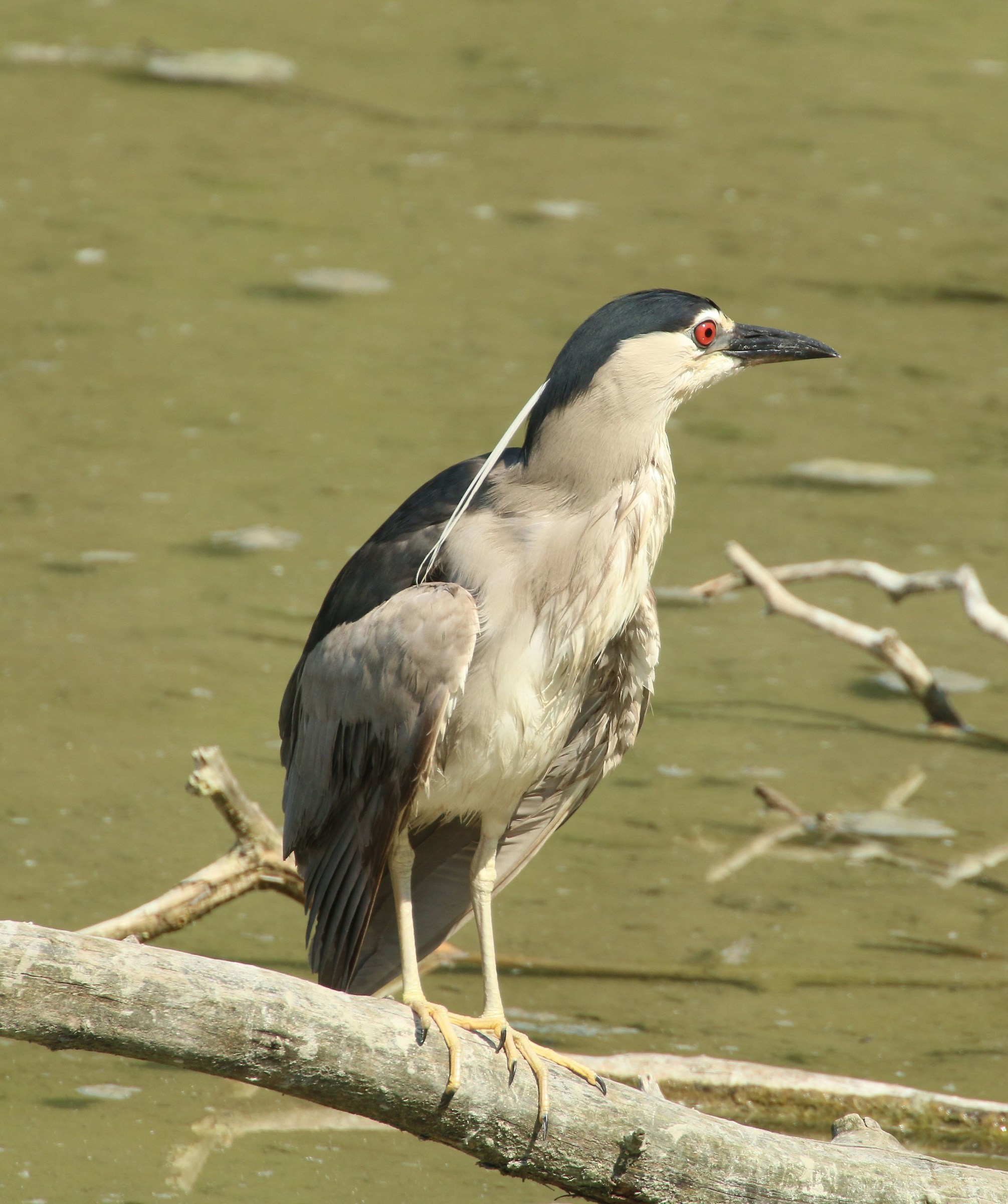 Night Heron