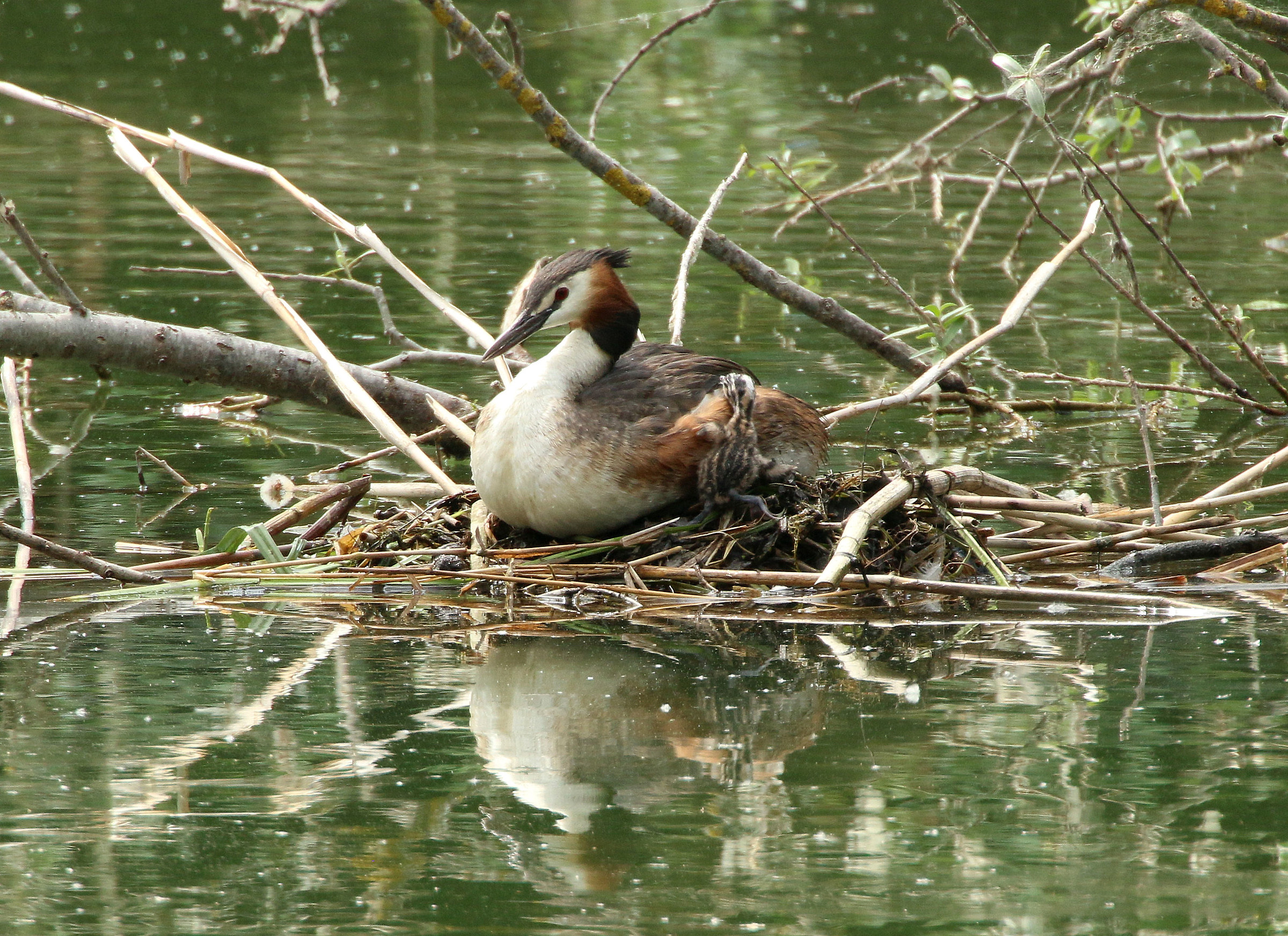Greater bucket with bottle
