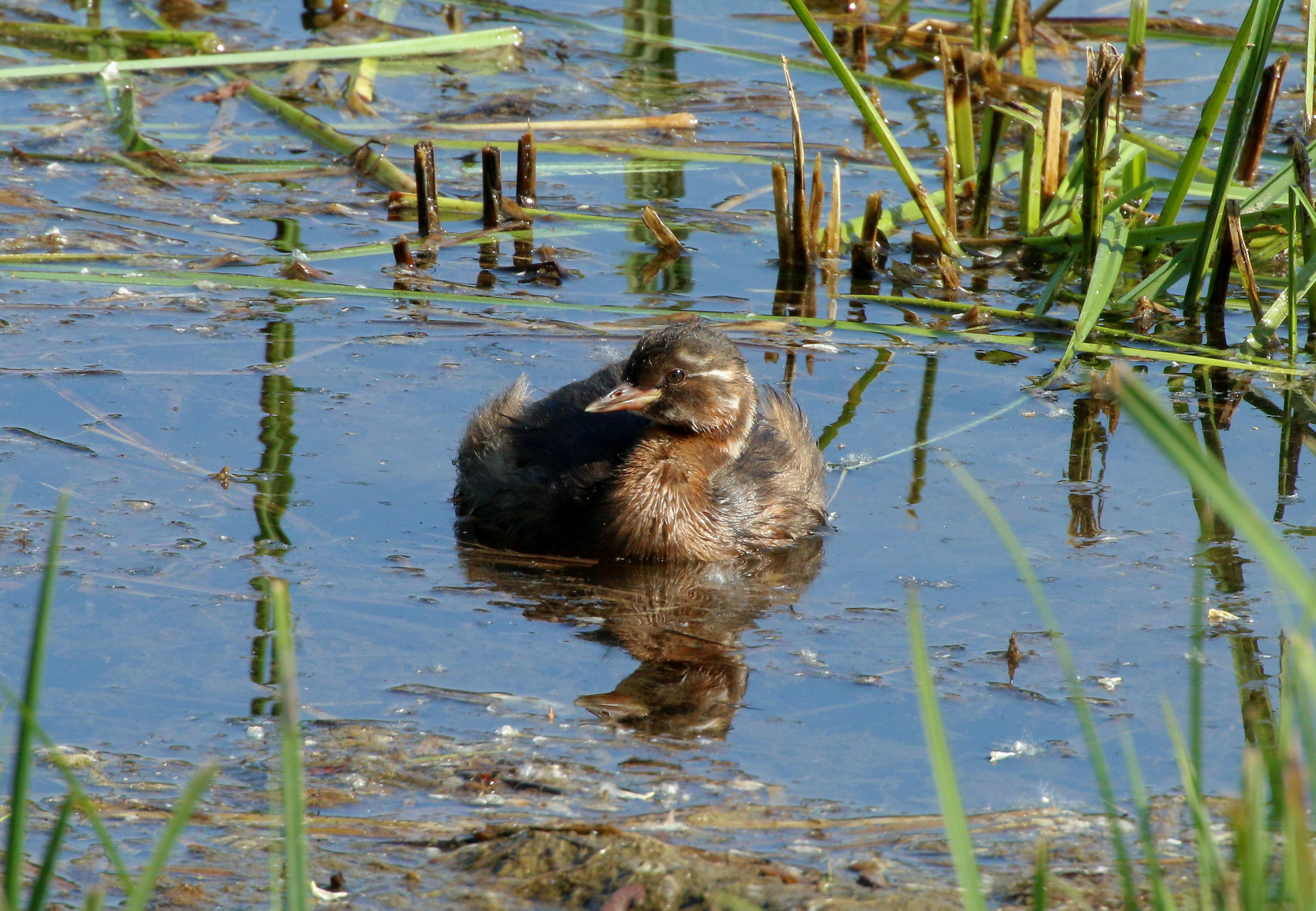 Little Grebe