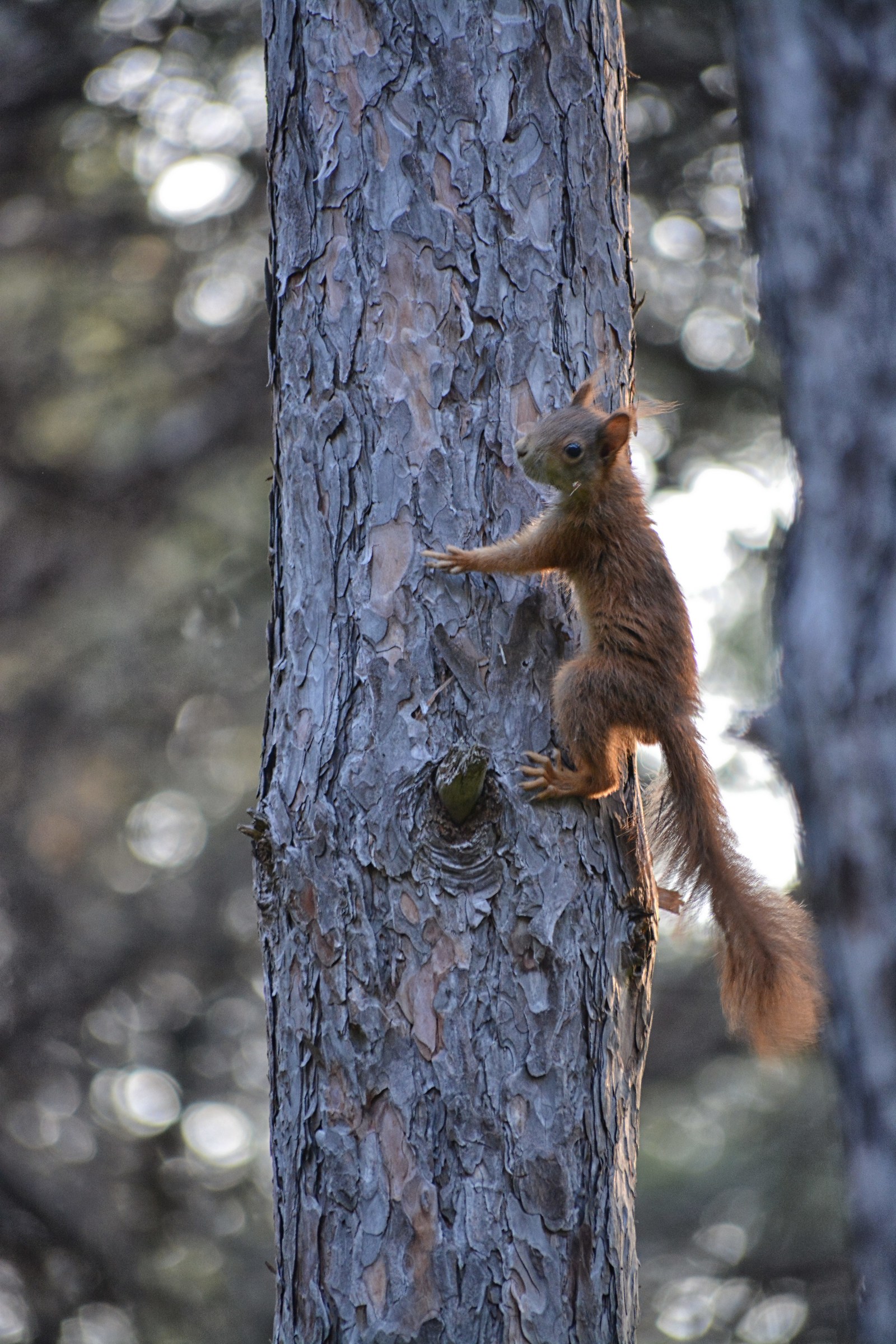 scoiattolo arrampicatore