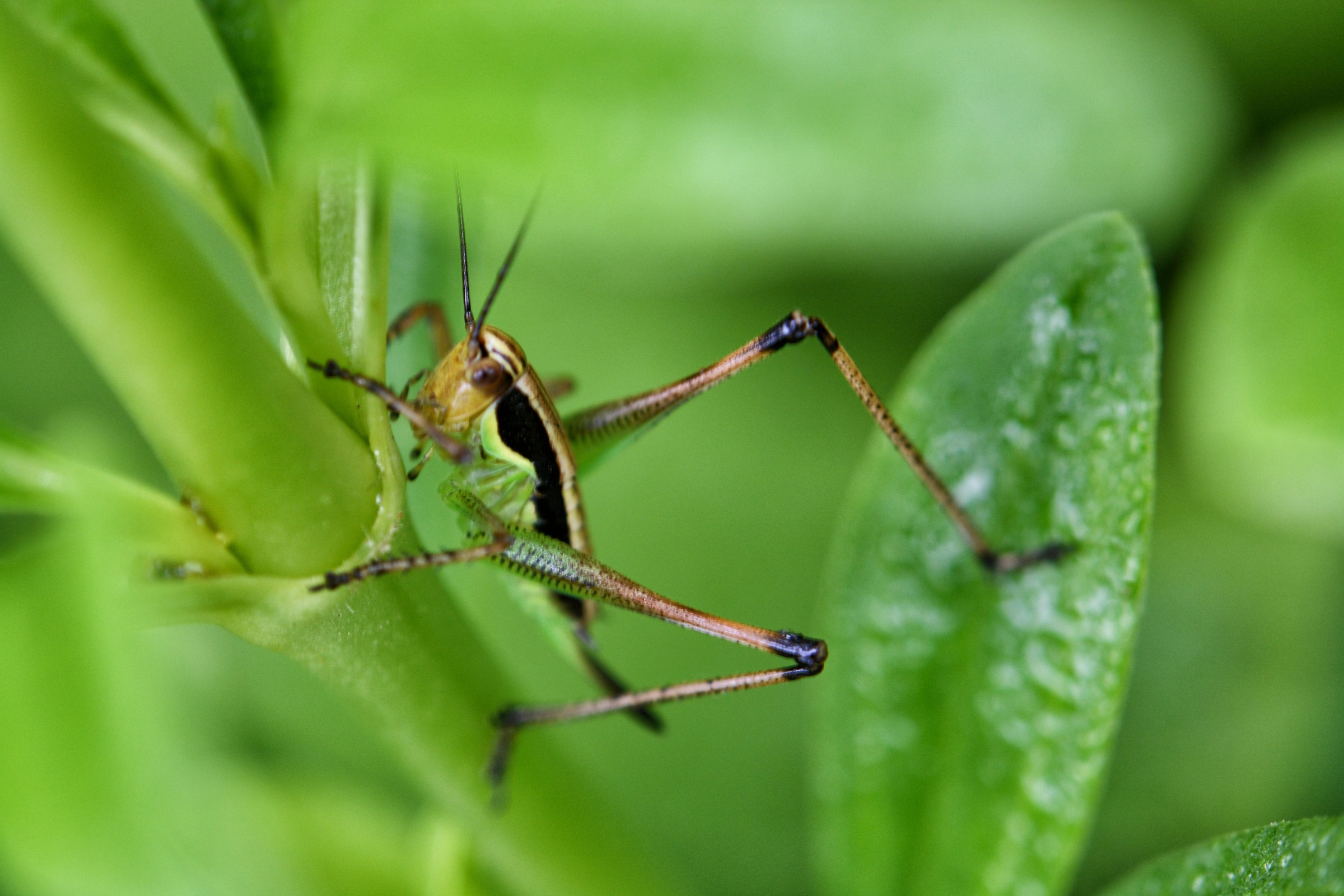 cavalletta equilibrista
