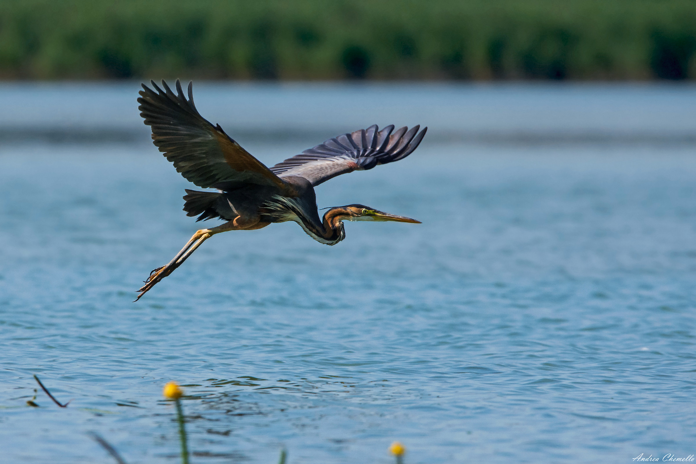 Red heron (Ardea purpurea)