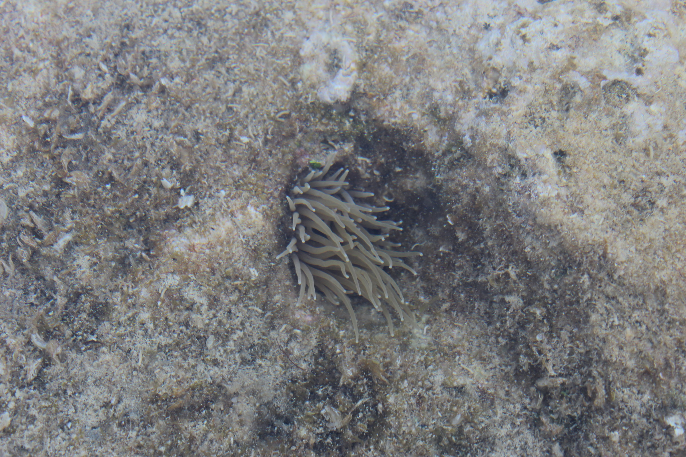 In the water outside the water (sea anemone)