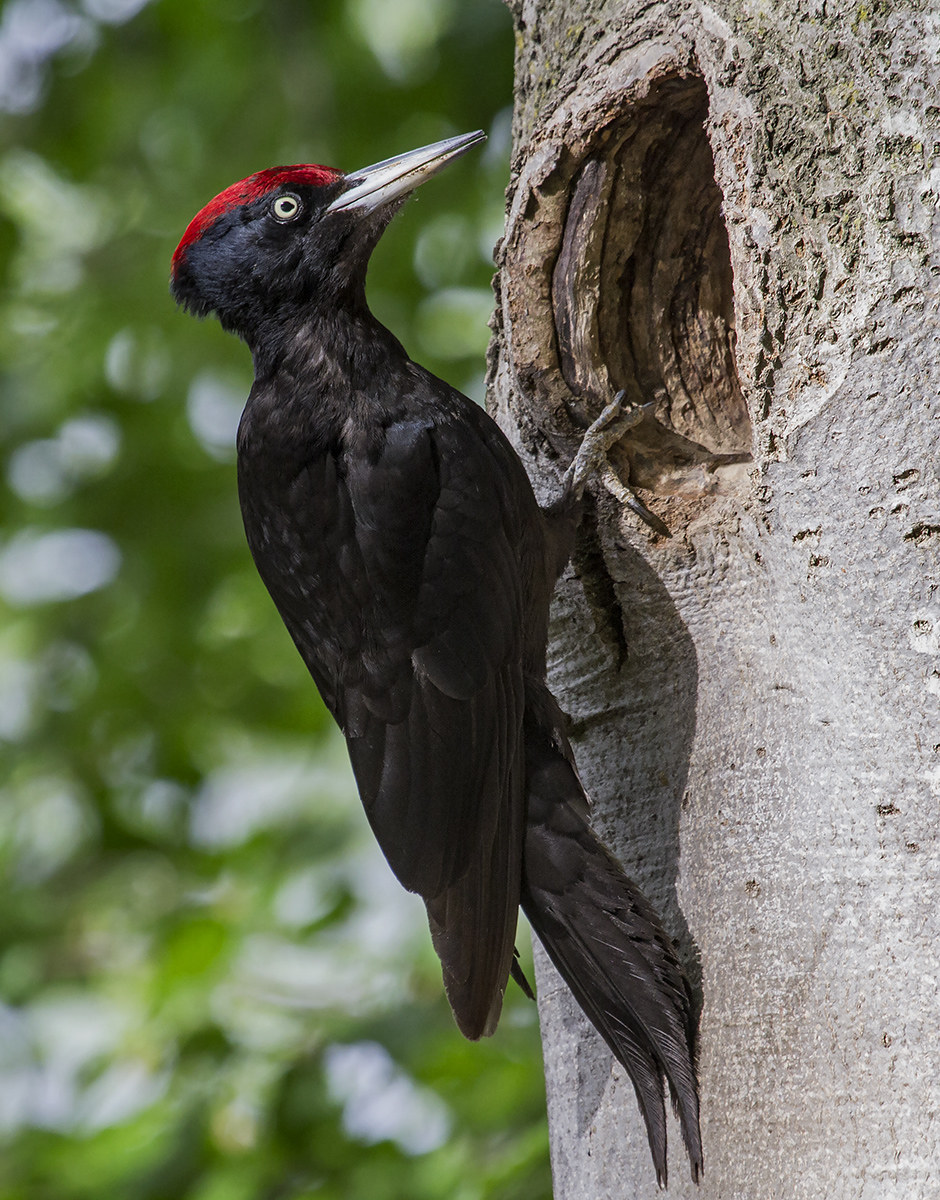 Black woodpecker