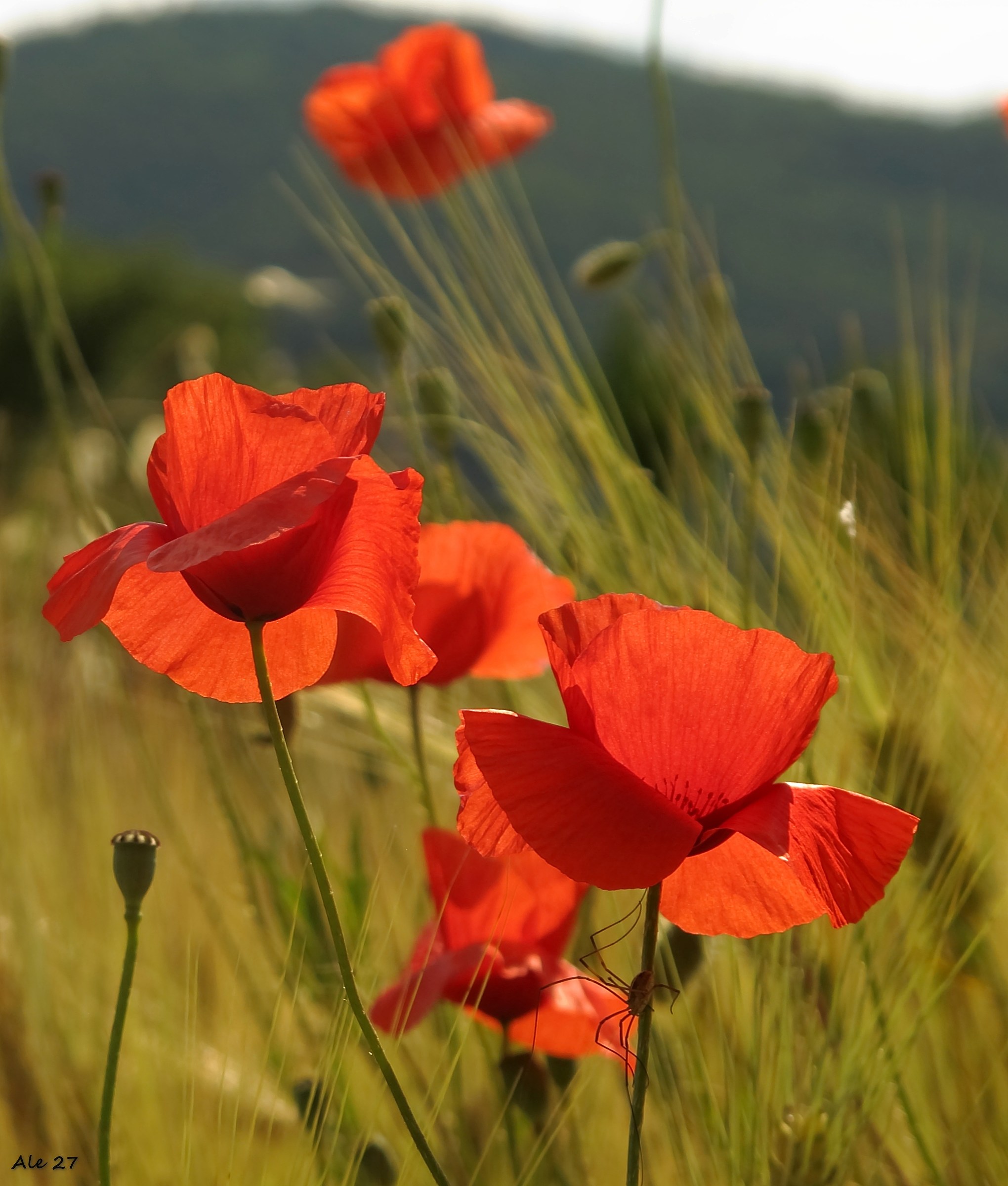 ... summer magic ...