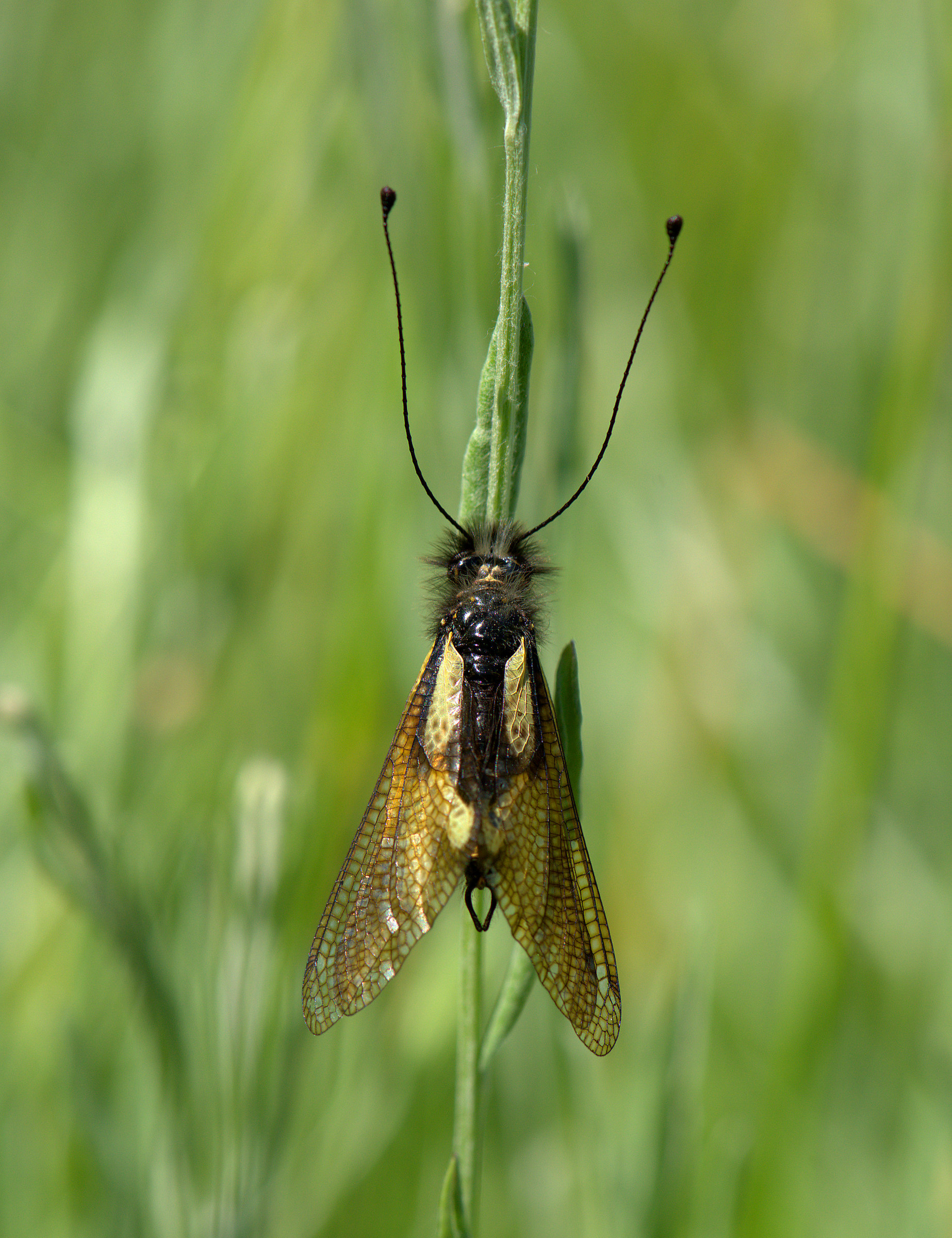 Libelloides coccajus