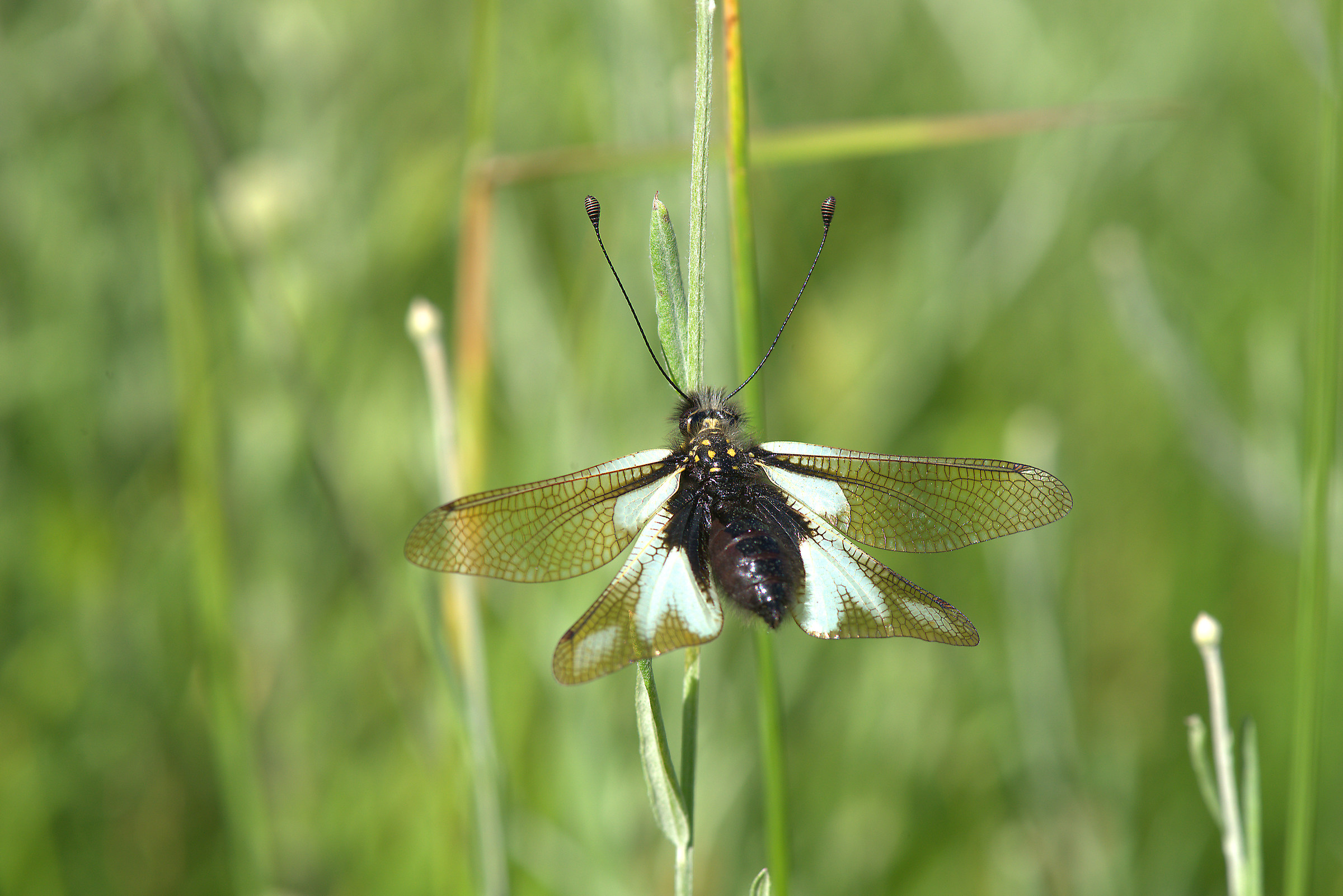 Libelloides coccajus