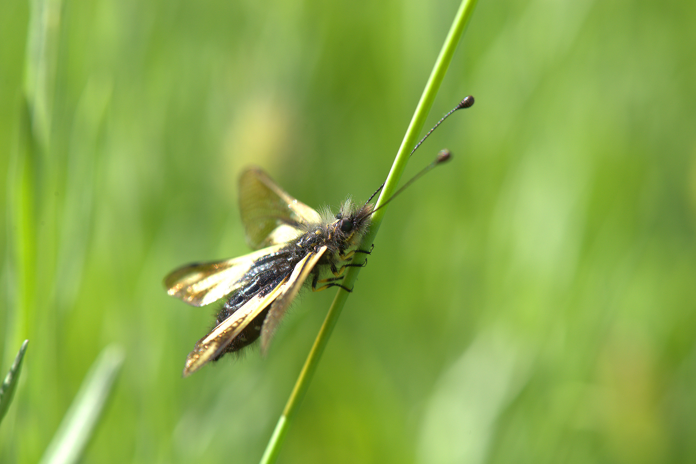 Libelloides coccajus