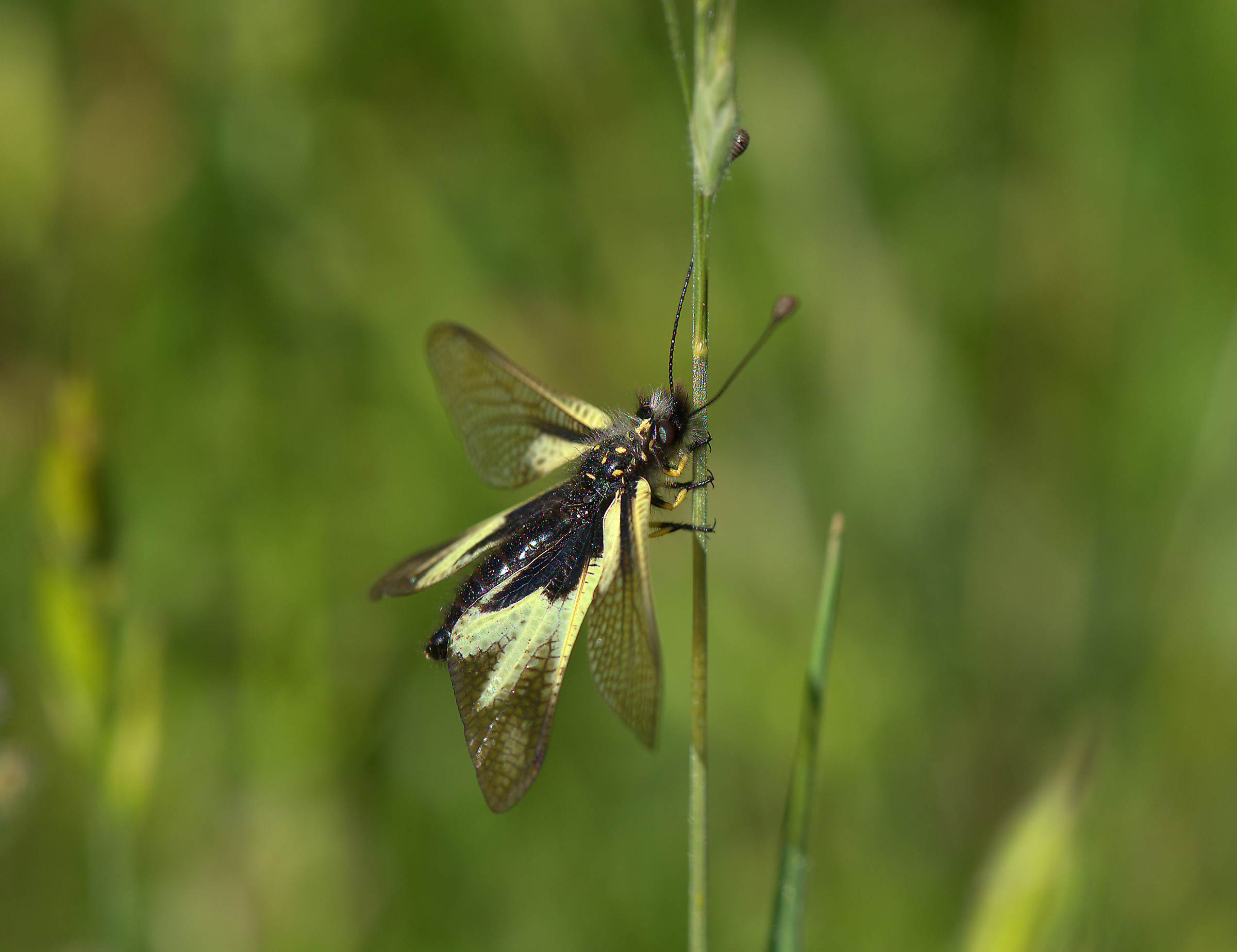 Libelloides coccajus