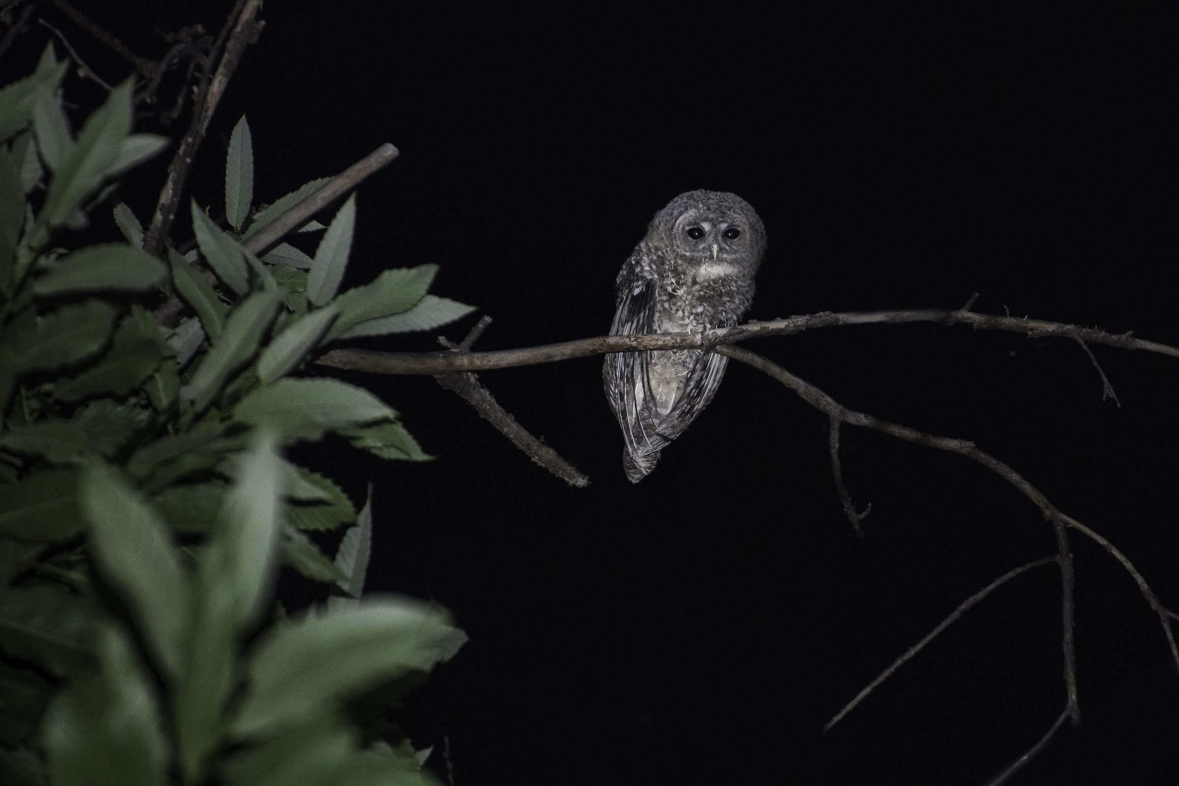 Presence in the woods