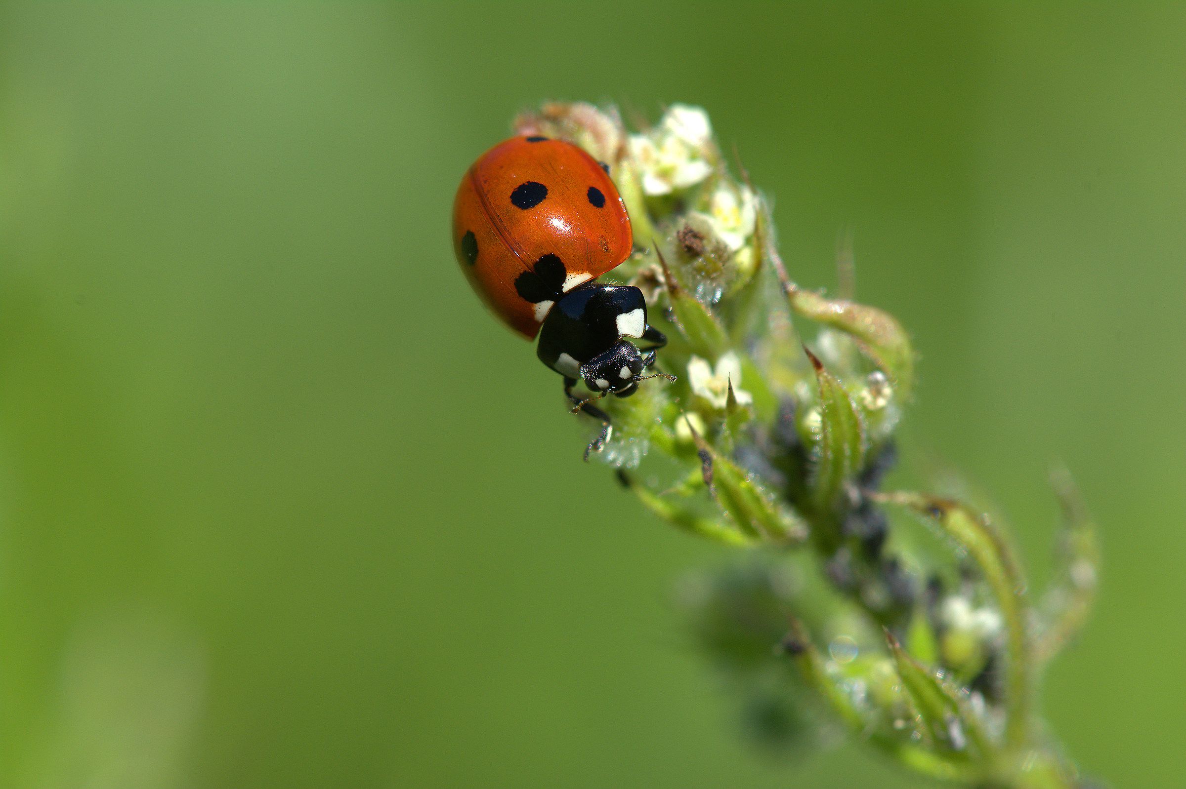 Ladybug