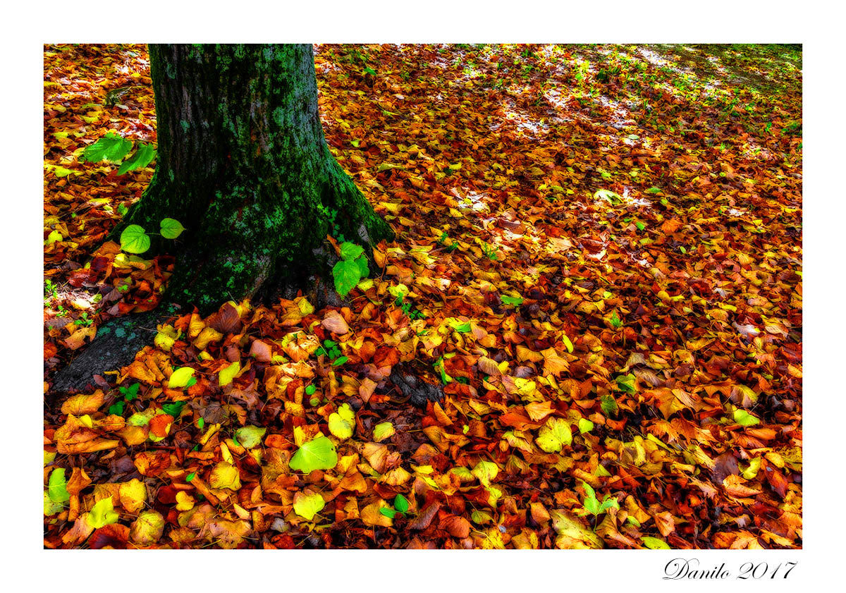 Autumn