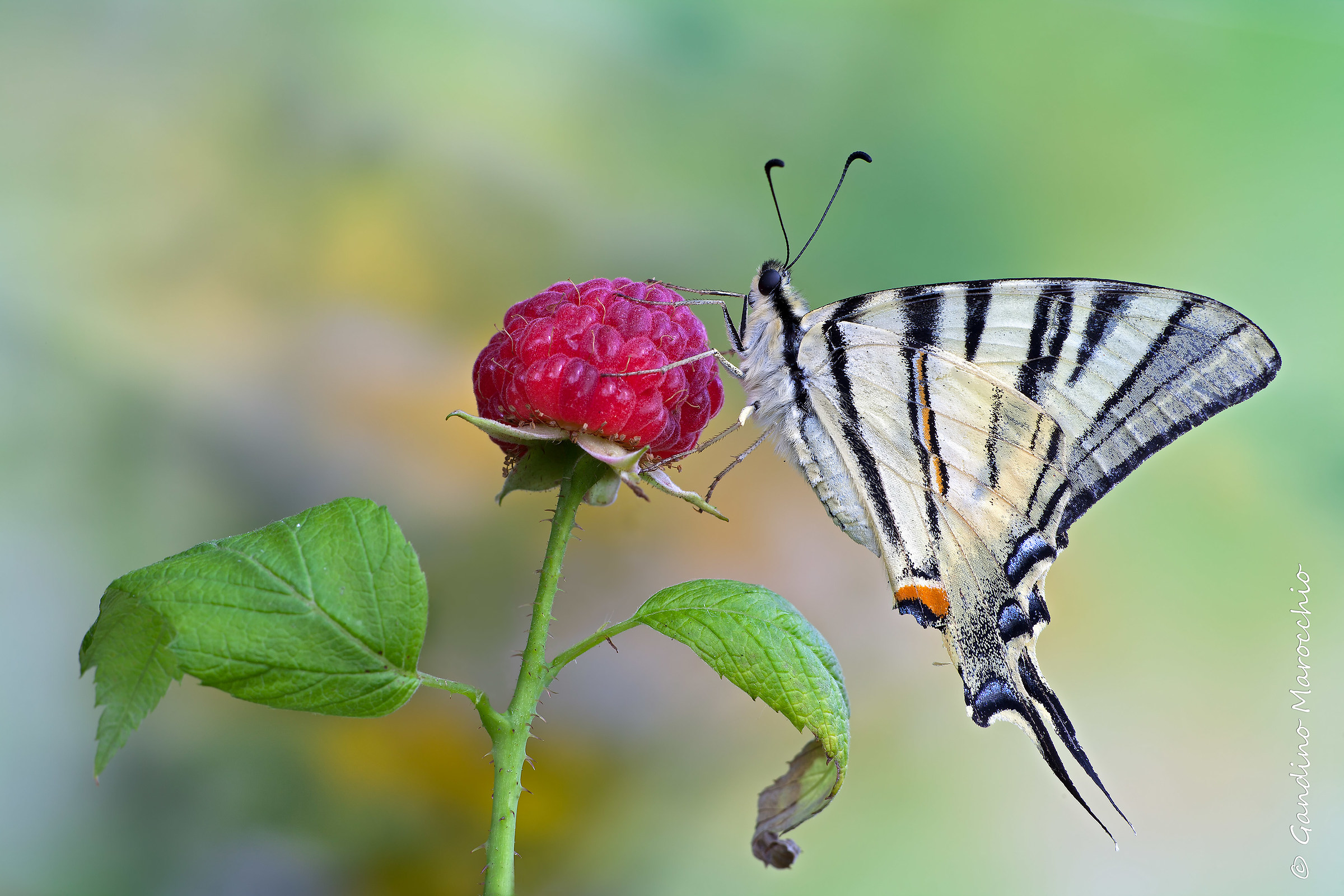 Iphiclides Podalirio