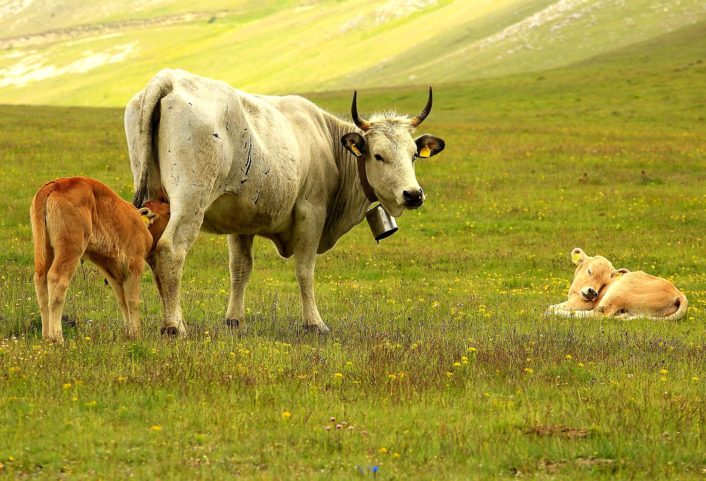 Everything is natural.