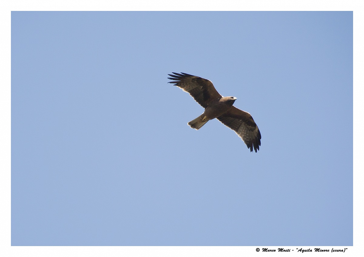 Booted Eagle (dark)