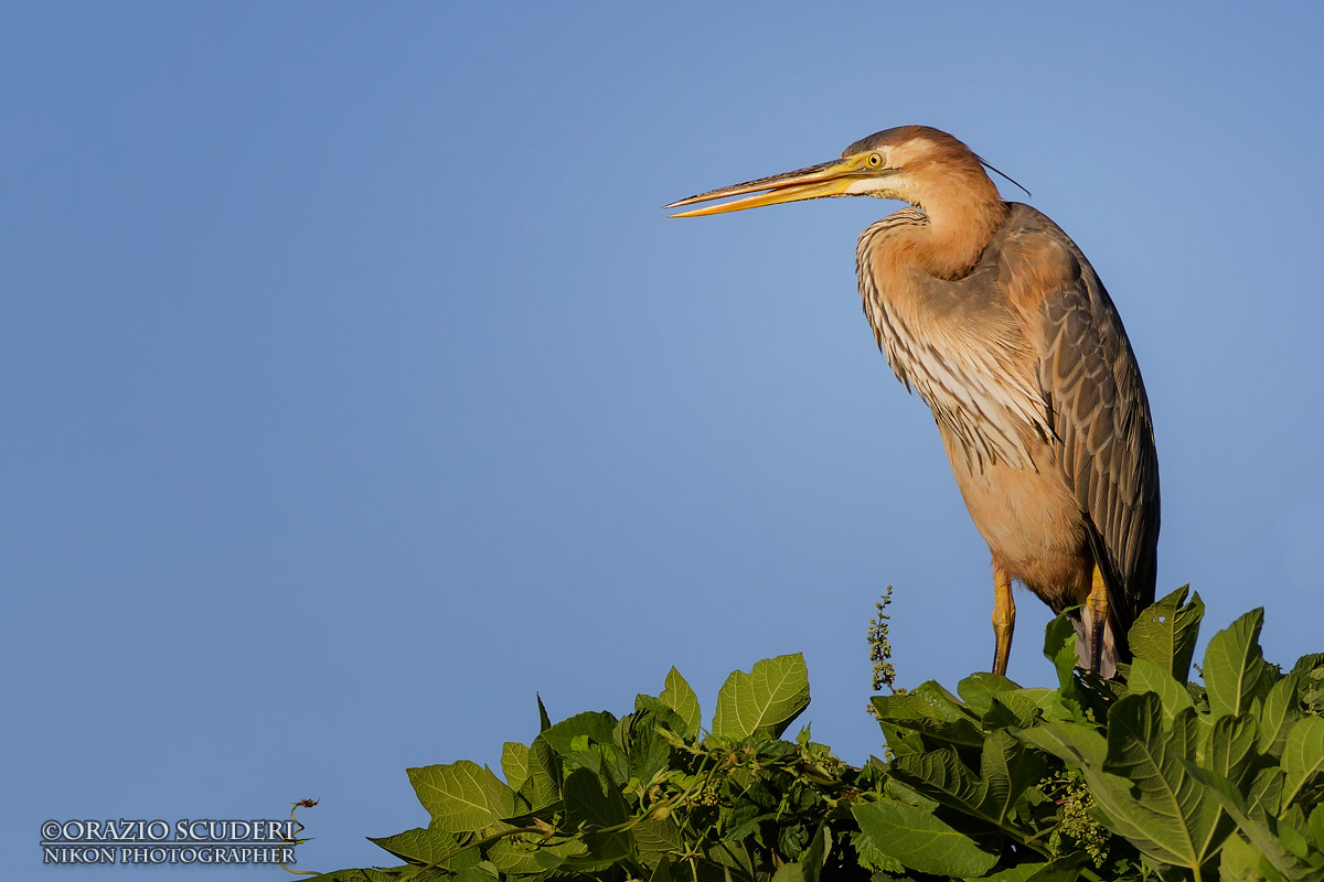 Ardea purpurea