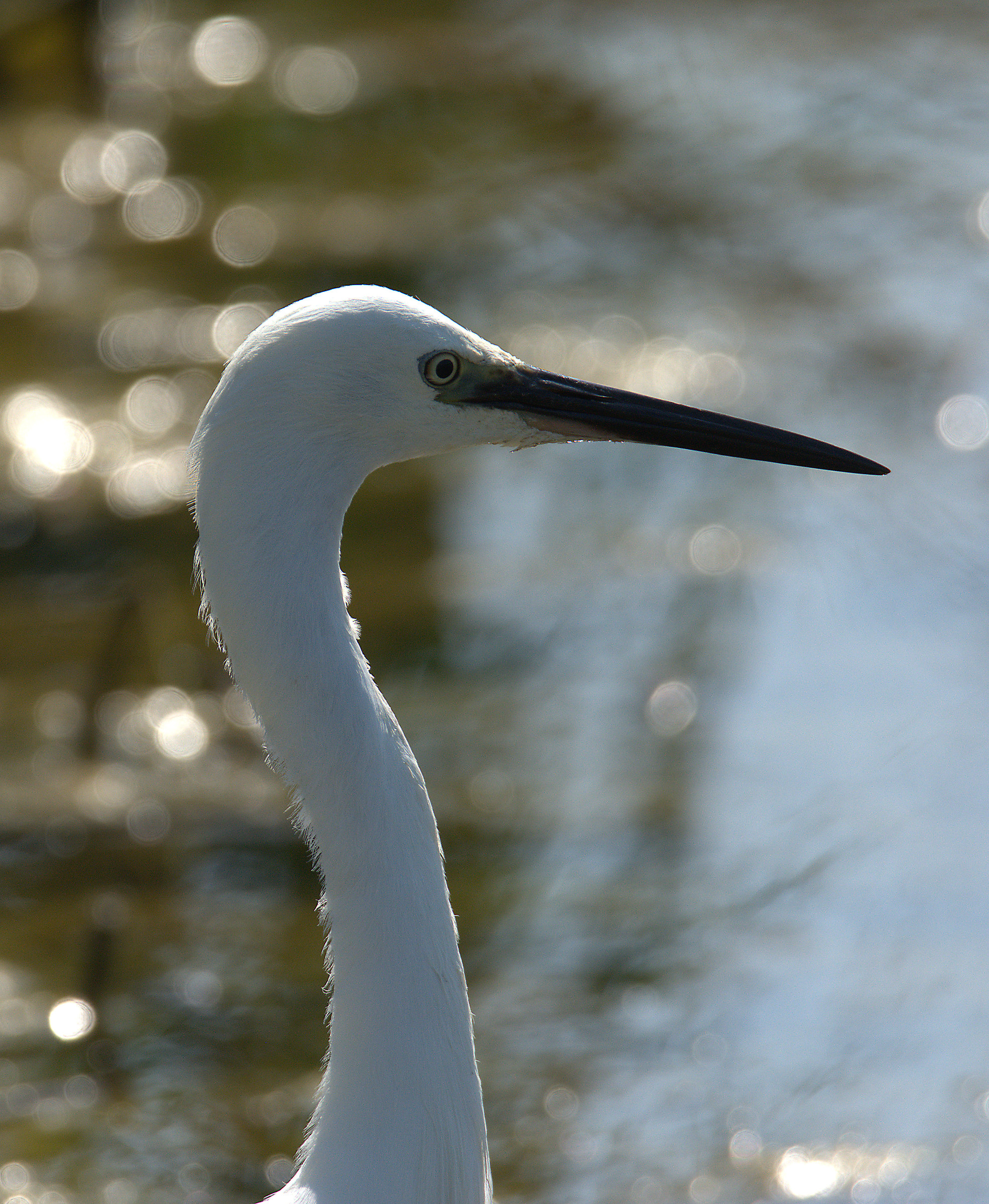 Egret
