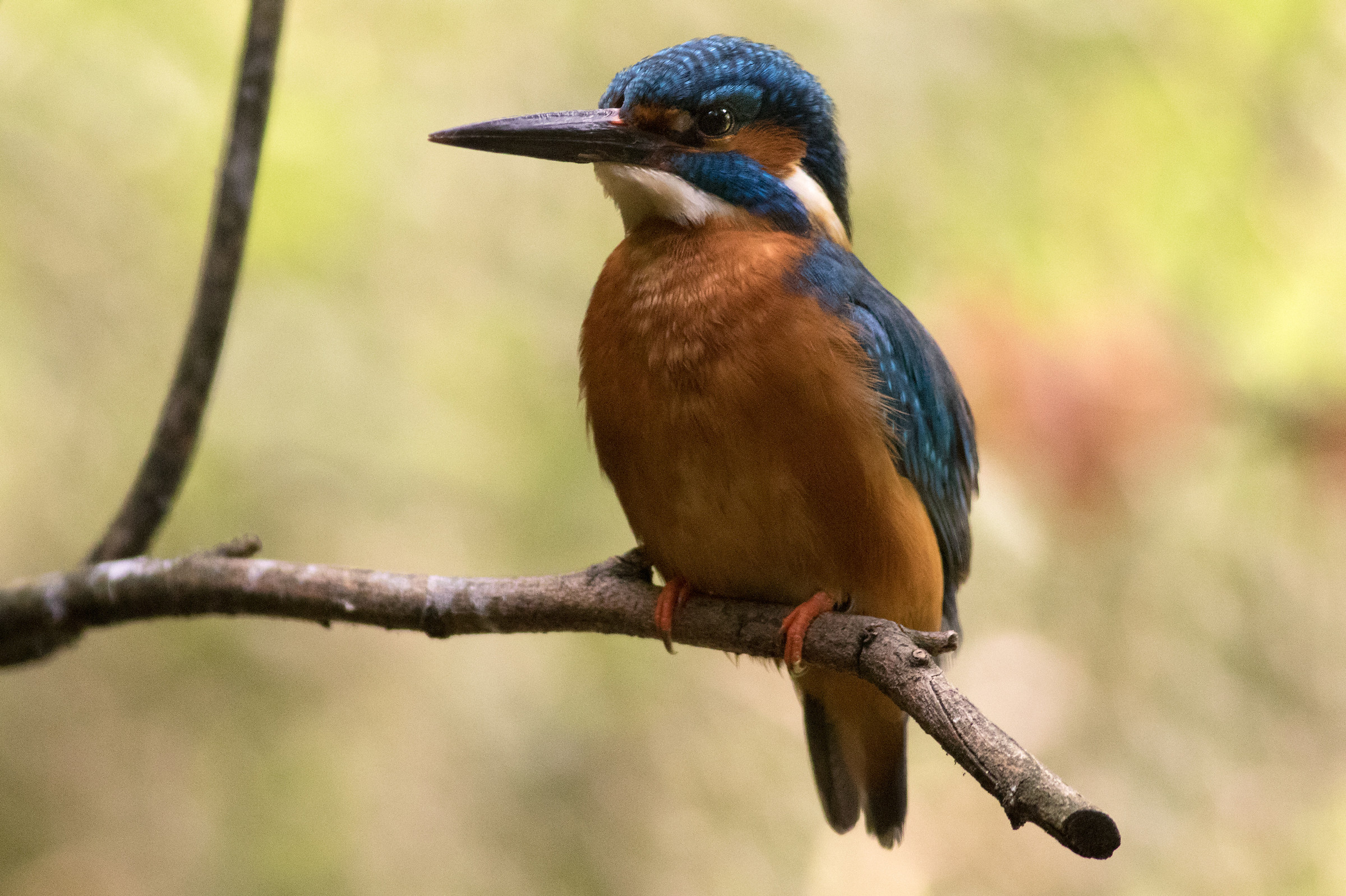 kingfisher