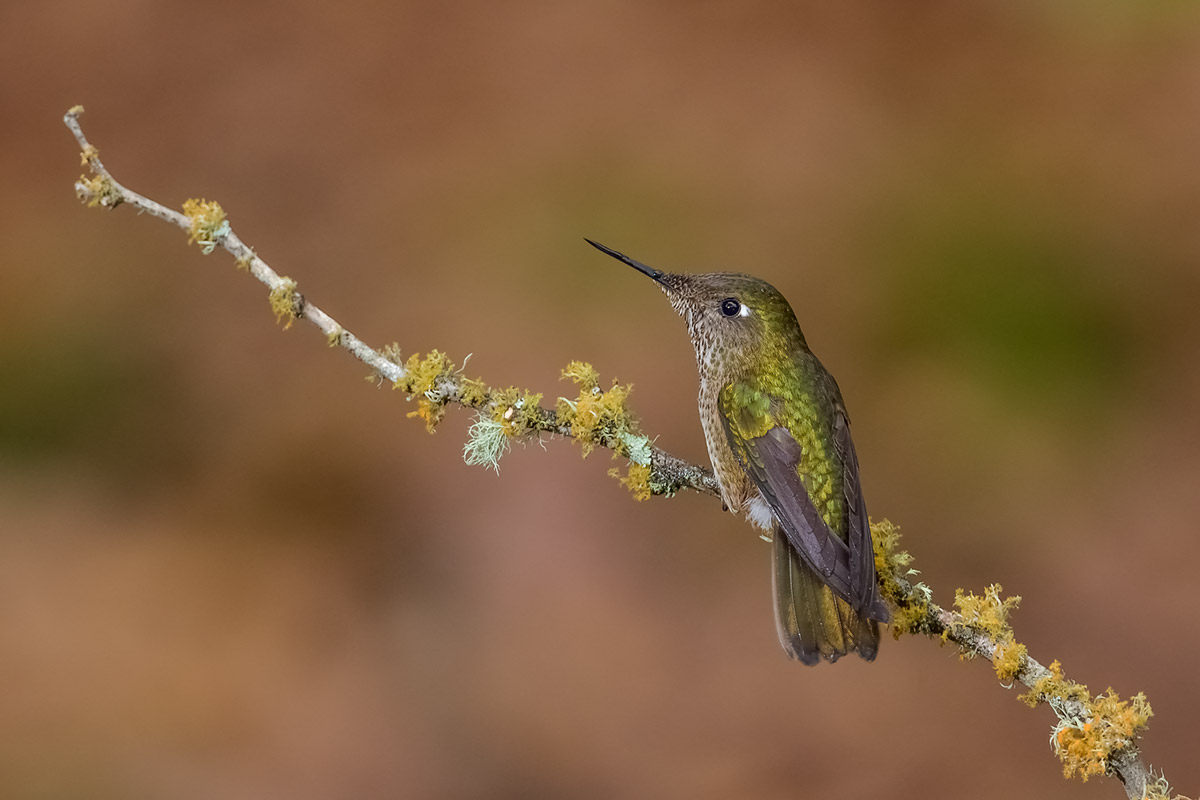 colibrì