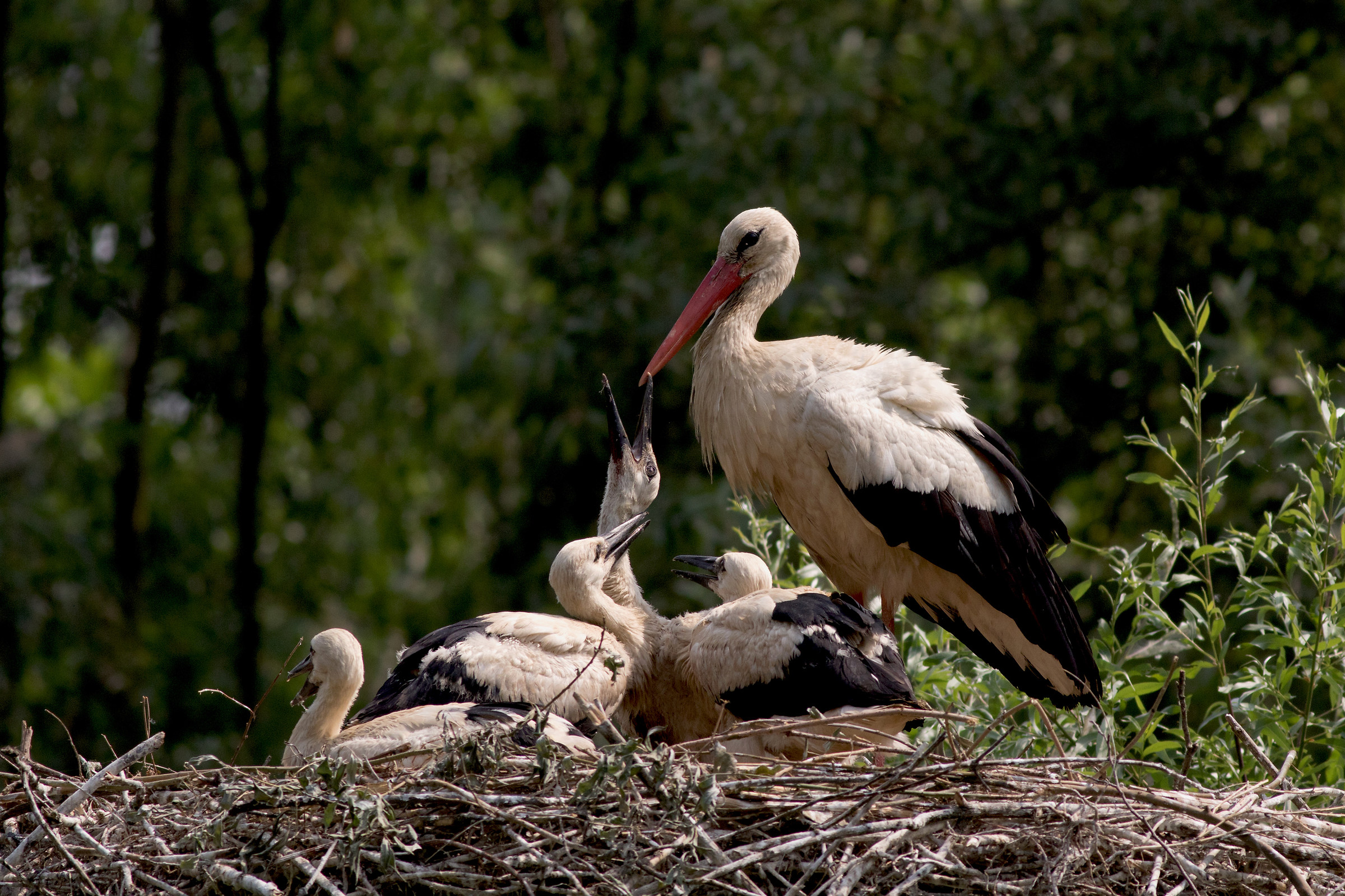 The new storks