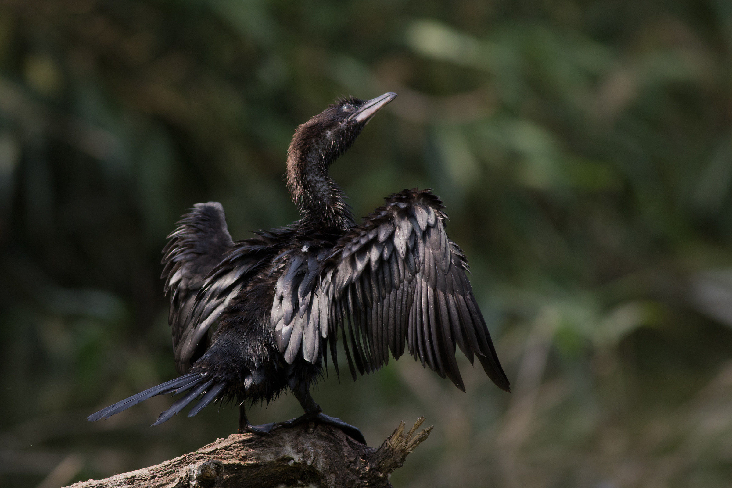 So Caio er mejo del pretorio ...