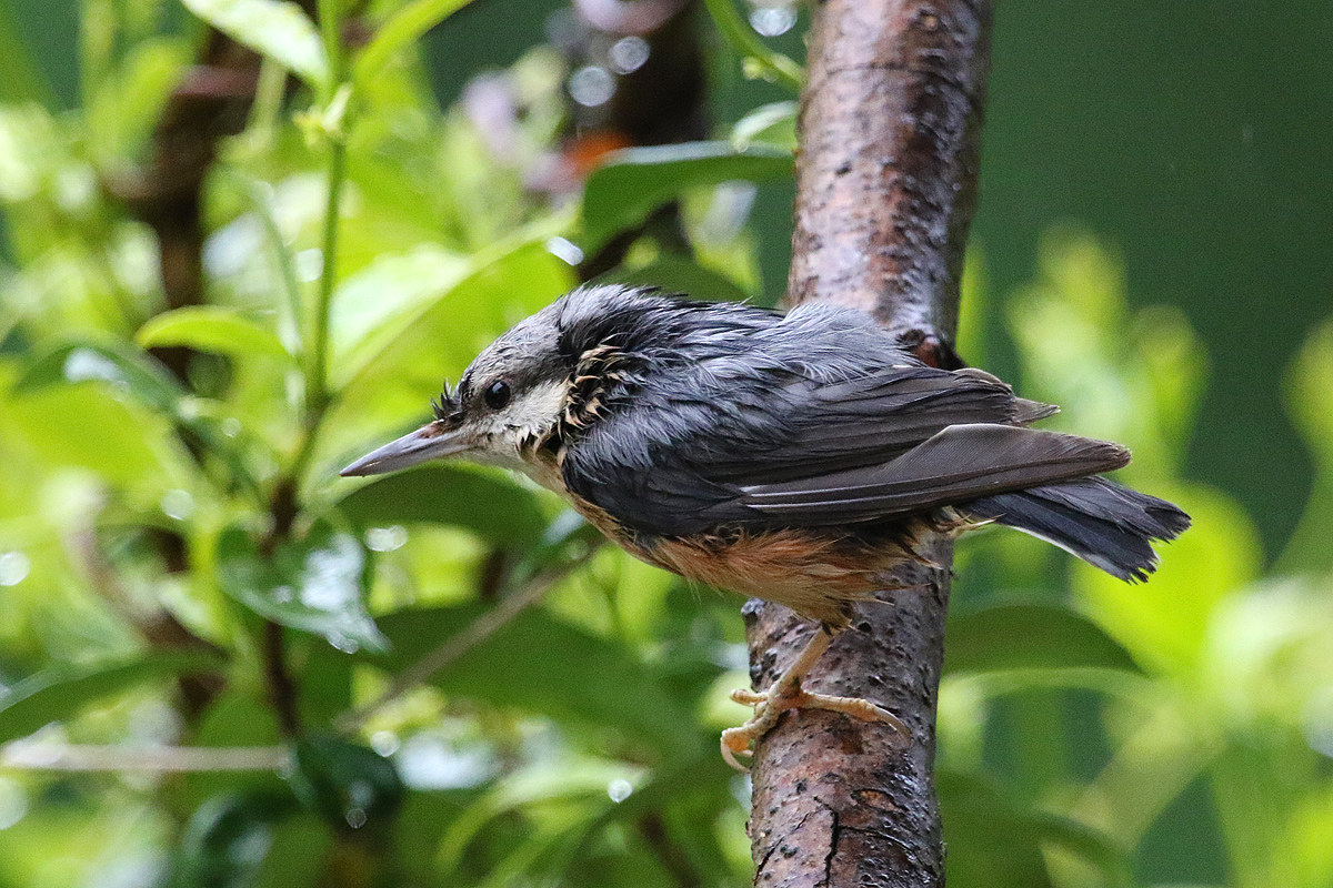 Muratore sotto la pioggia