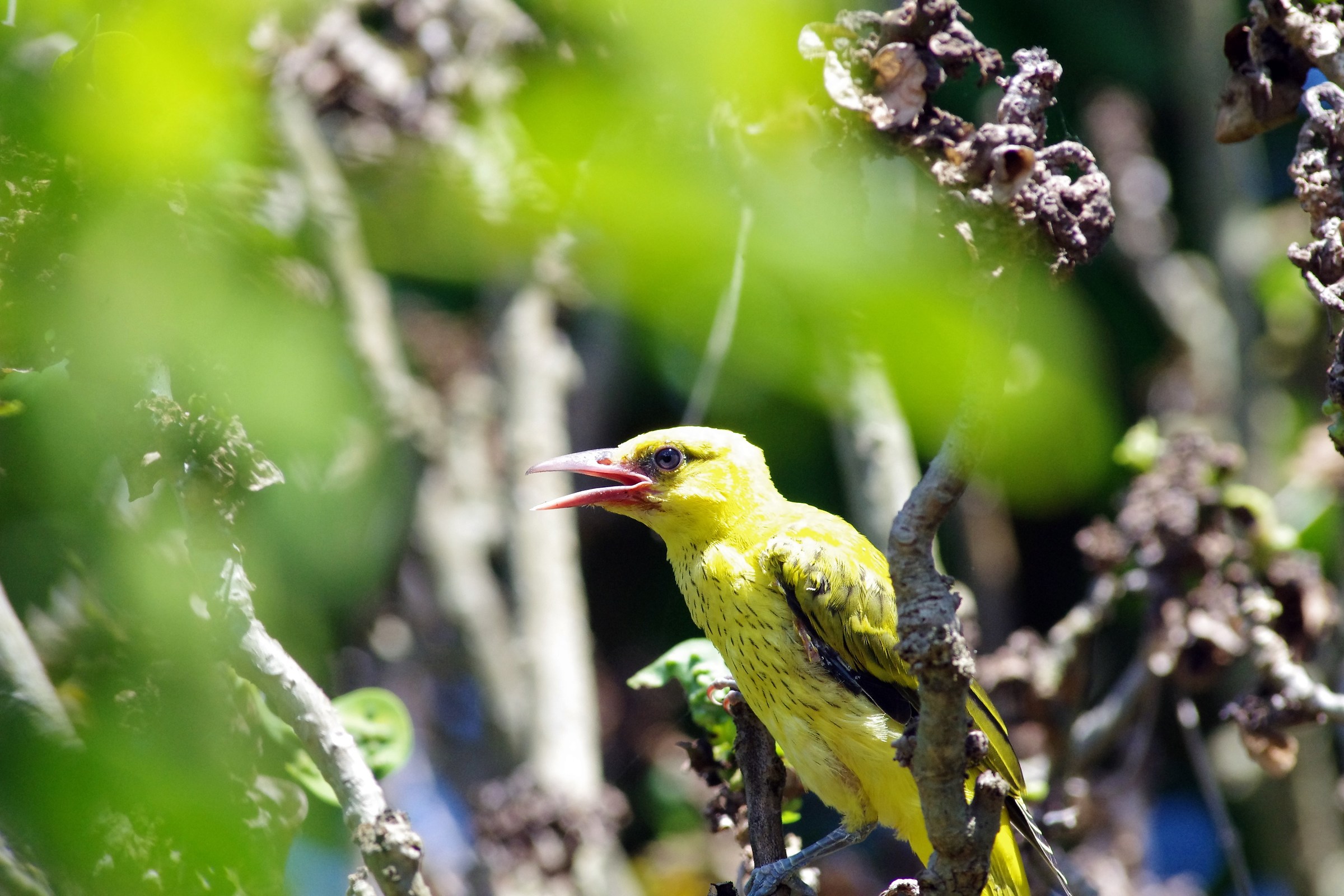 Black-naped Oriole(Juvenile)