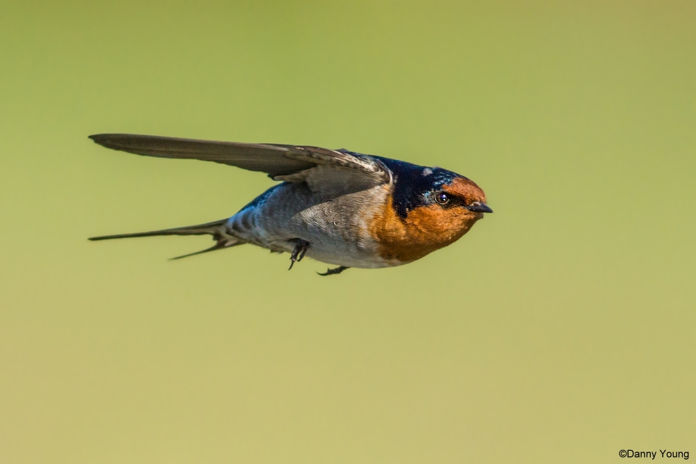 Nuova Zelanda Benvenuti a Swallow