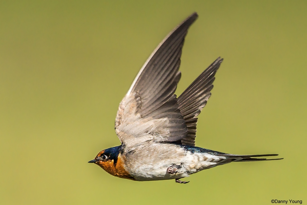 Nuova Zelanda Benvenuti a Swallow