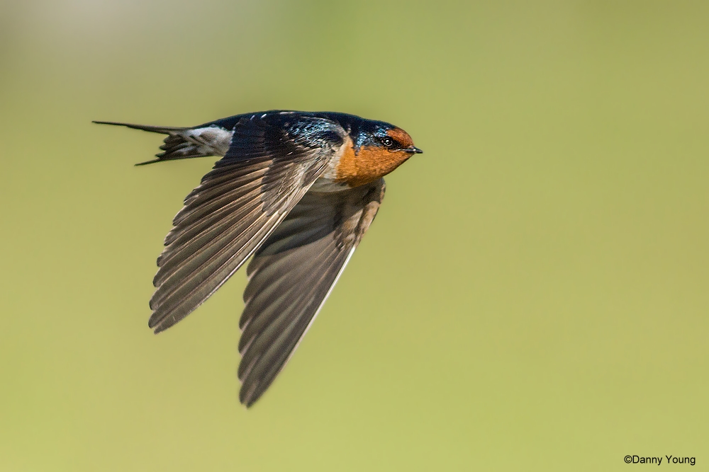 Nuova Zelanda Benvenuti a Swallow