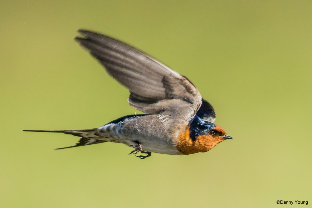 Nuova Zelanda Benvenuti a Swallow