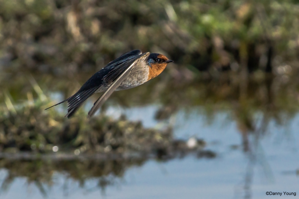 Nuova Zelanda Benvenuti a Swallow
