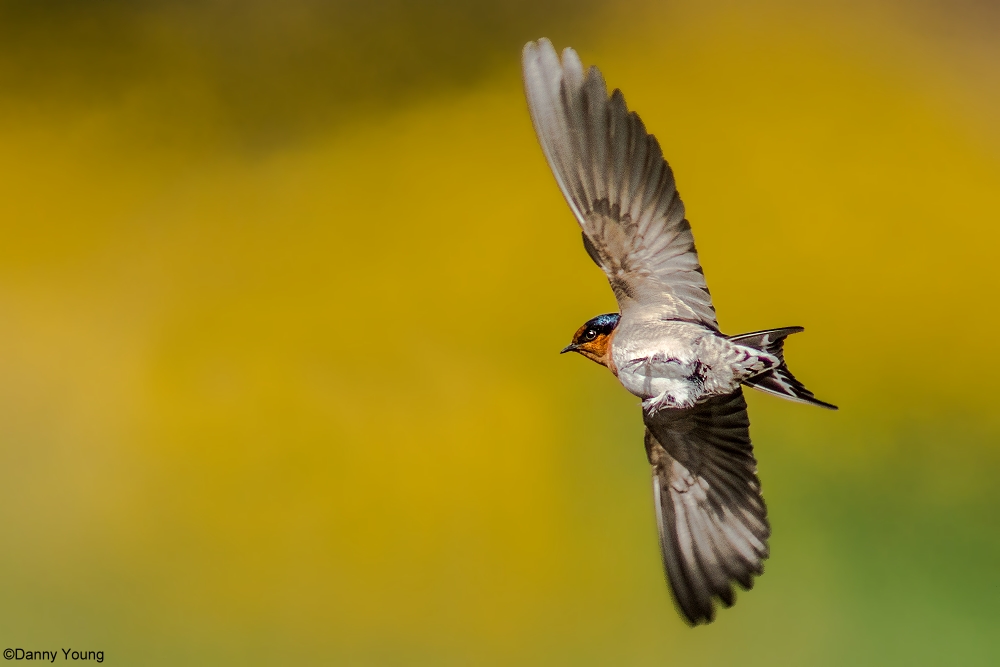Nuova Zelanda Benvenuti a Swallow