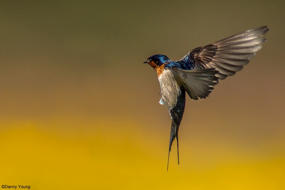 Nuova Zelanda Benvenuti a Swallow