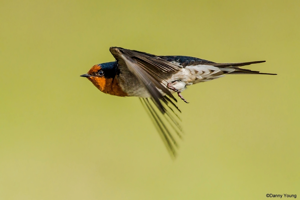 Nuova Zelanda Benvenuti a Swallow