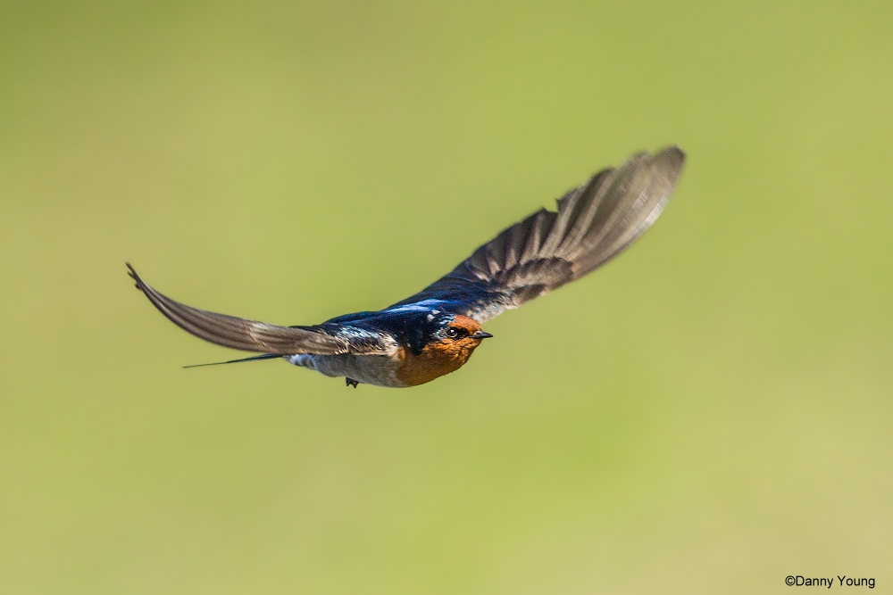 Nuova Zelanda Benvenuti a Swallow